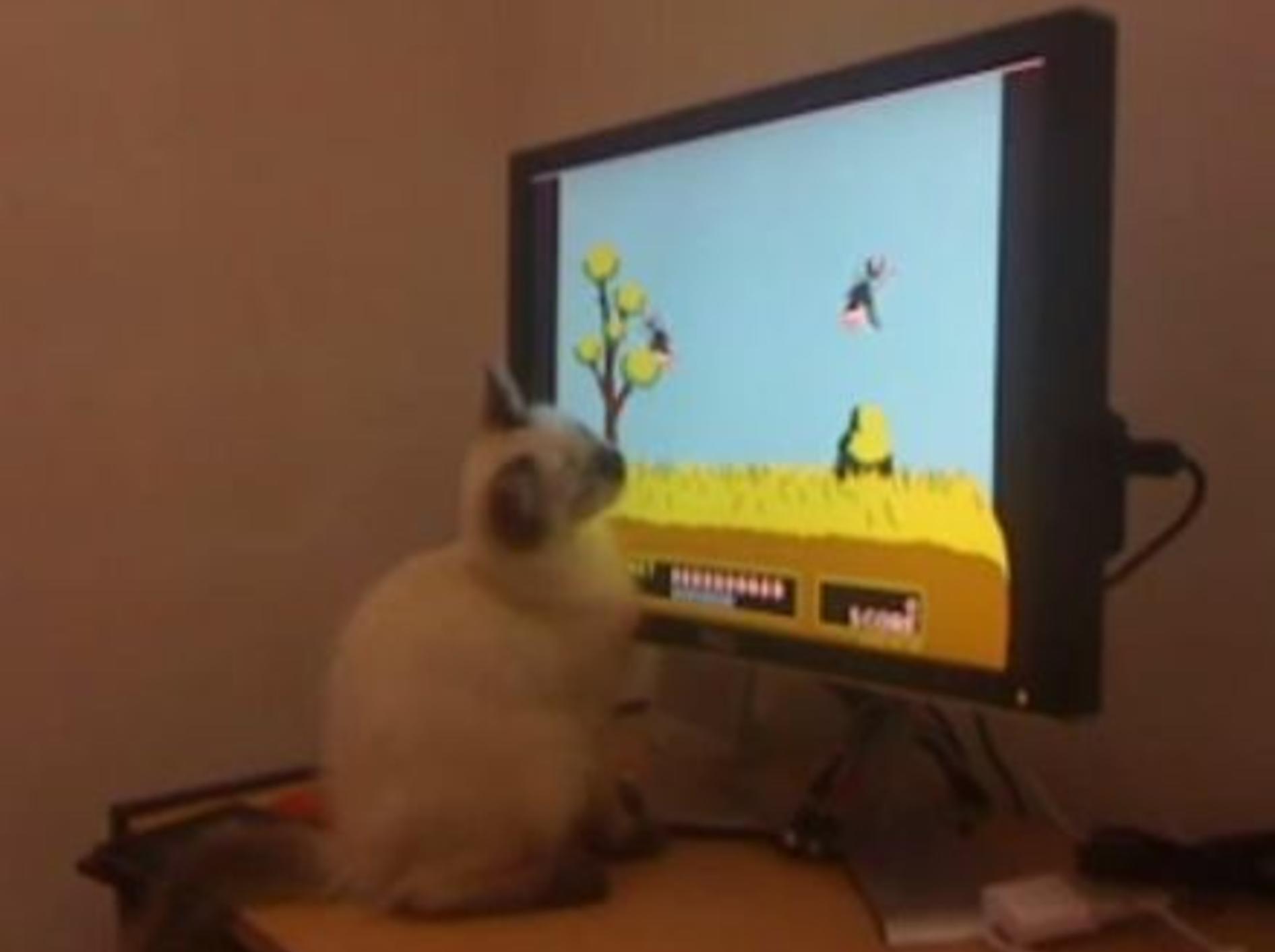 Kätzchen am Computer: Guckt mal, ich kann Enten fangen! — Bild: Youtube / Eric Castro