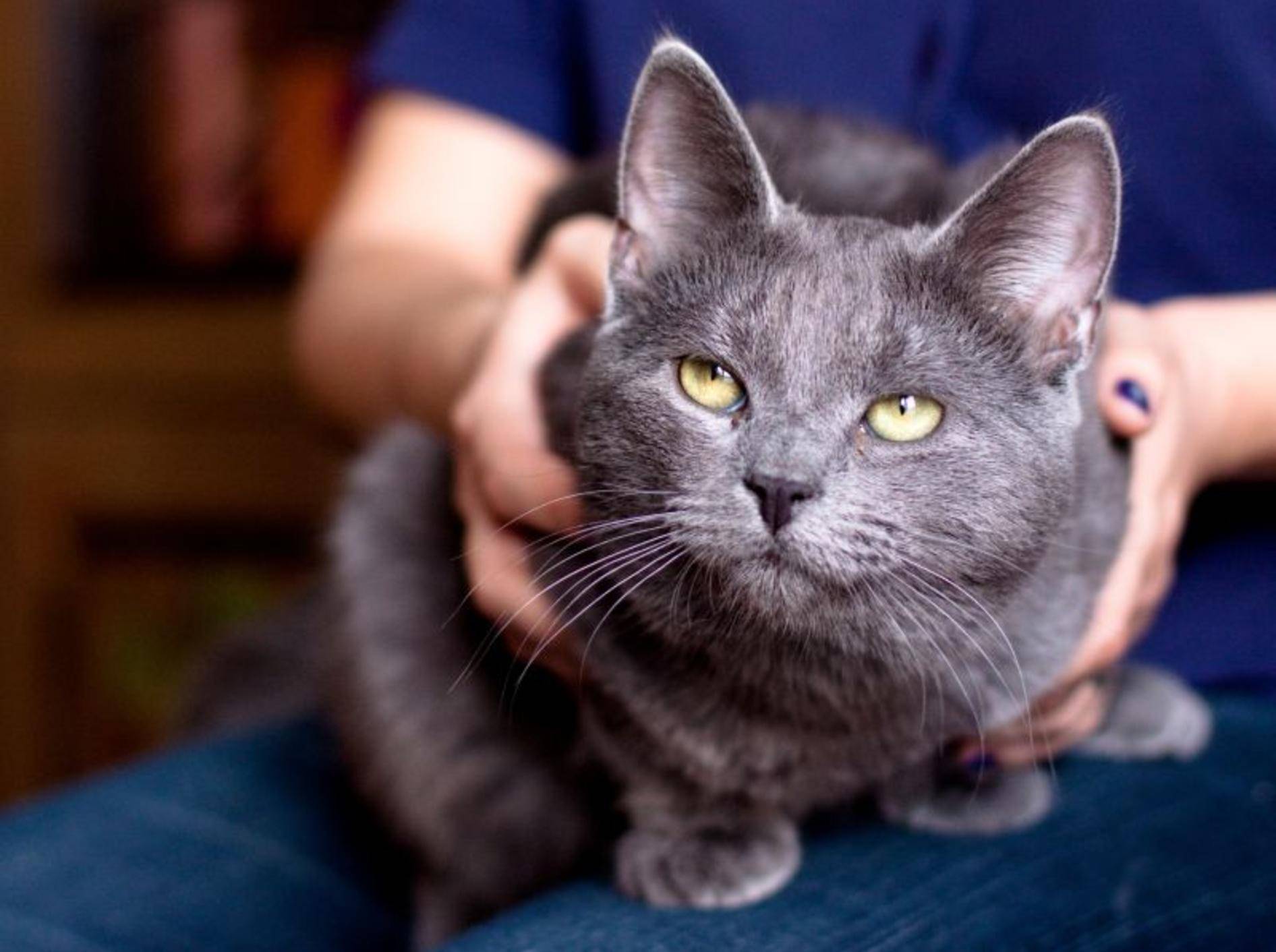 Katzen mit Epilepsie: Der Tierarzt bestimmt die Behandlungsmöglichkeiten — Bild: Shutterstock / foaloce