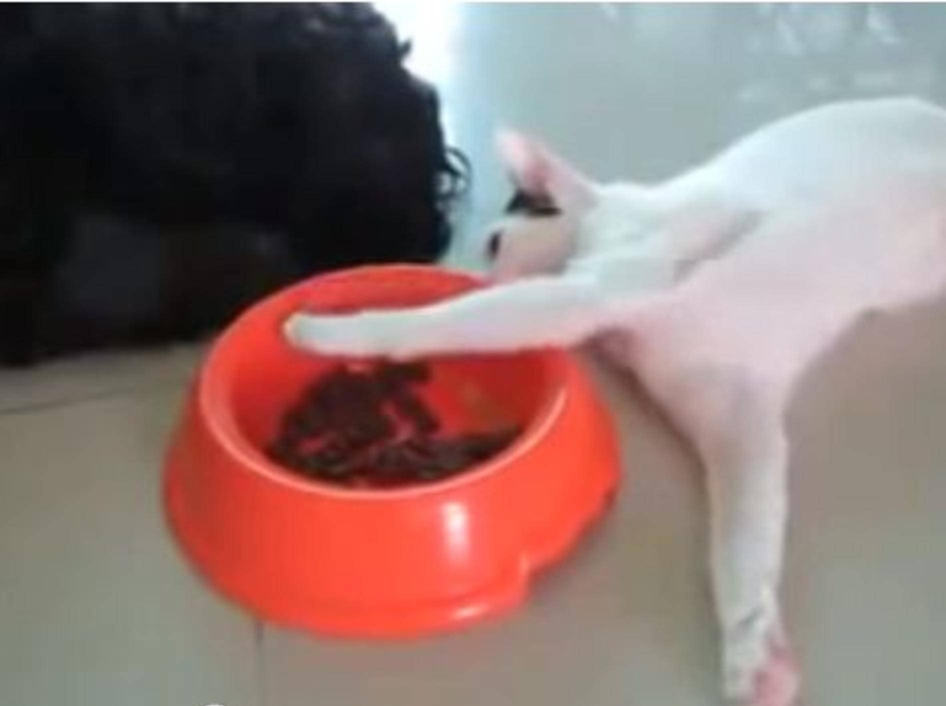 Katzen-Geheimtrick für Profis: So klaut man Hundefutter — Bild: Youtube / Fun Vid