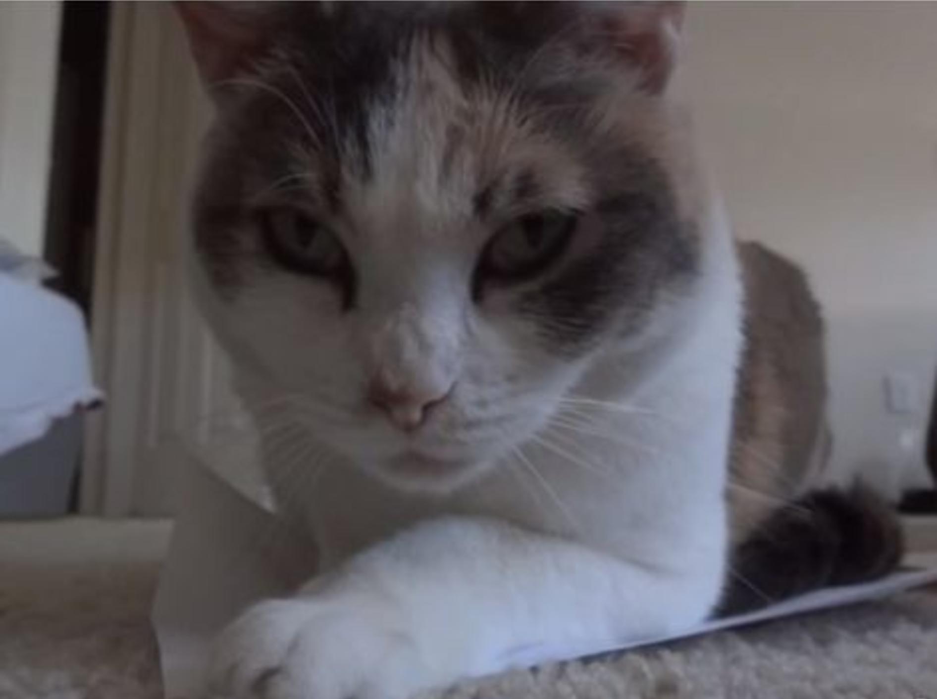 Katze demonstriert: Wir lieben Papier! — Bild: Youtube / thecatdiaries