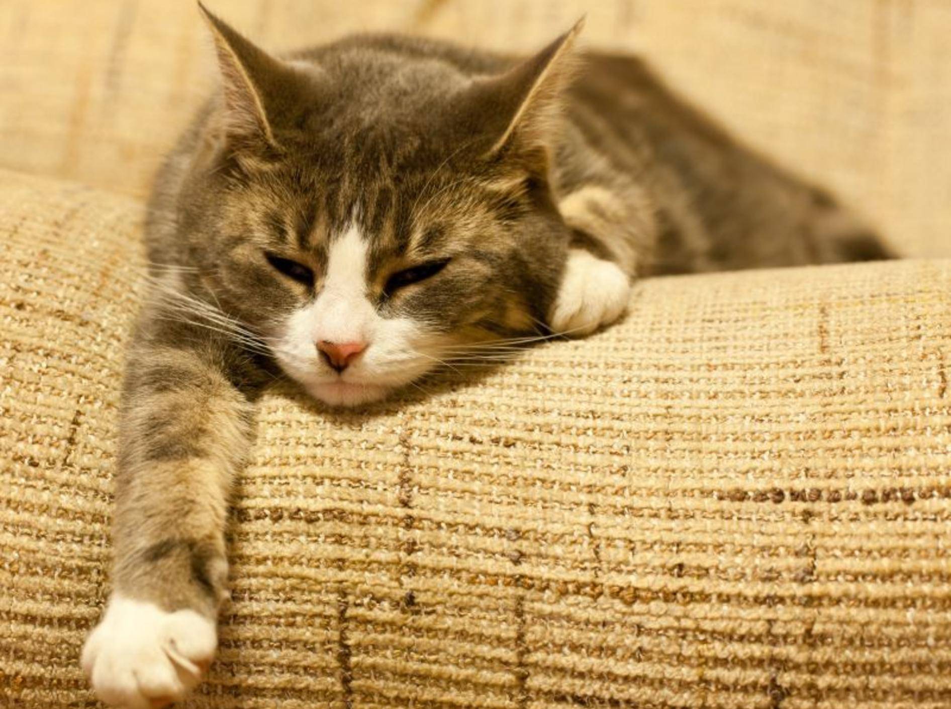 Fieber Bei Katzen Erkennen Und Messen