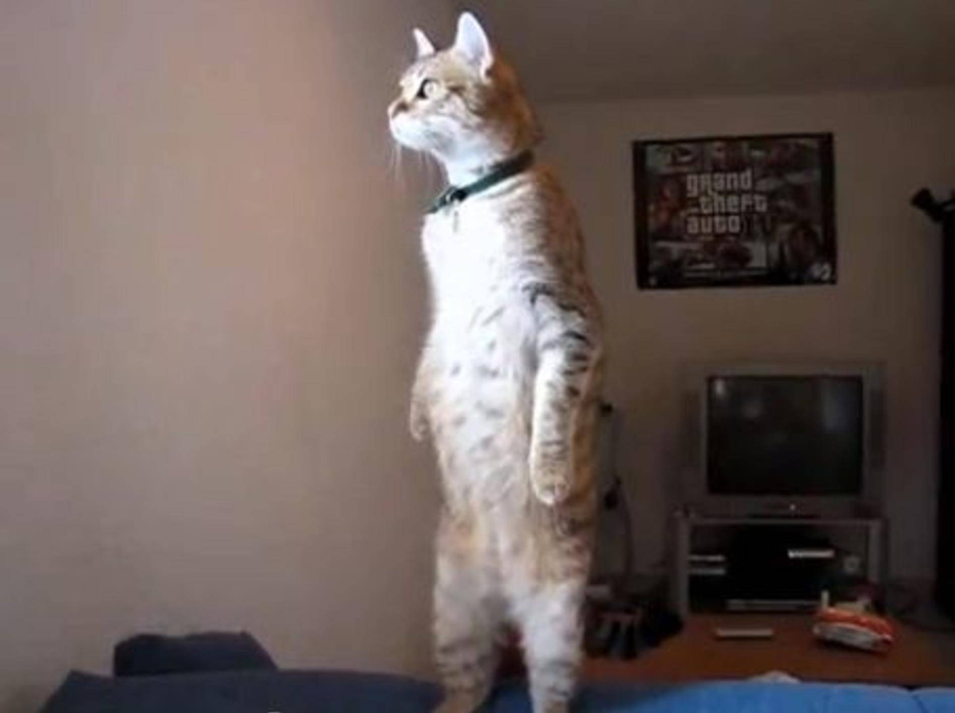 Katze spielt Erdmännchen: Im Stehen ist die Aussicht besser — Bild: Youtube / DaisYannou