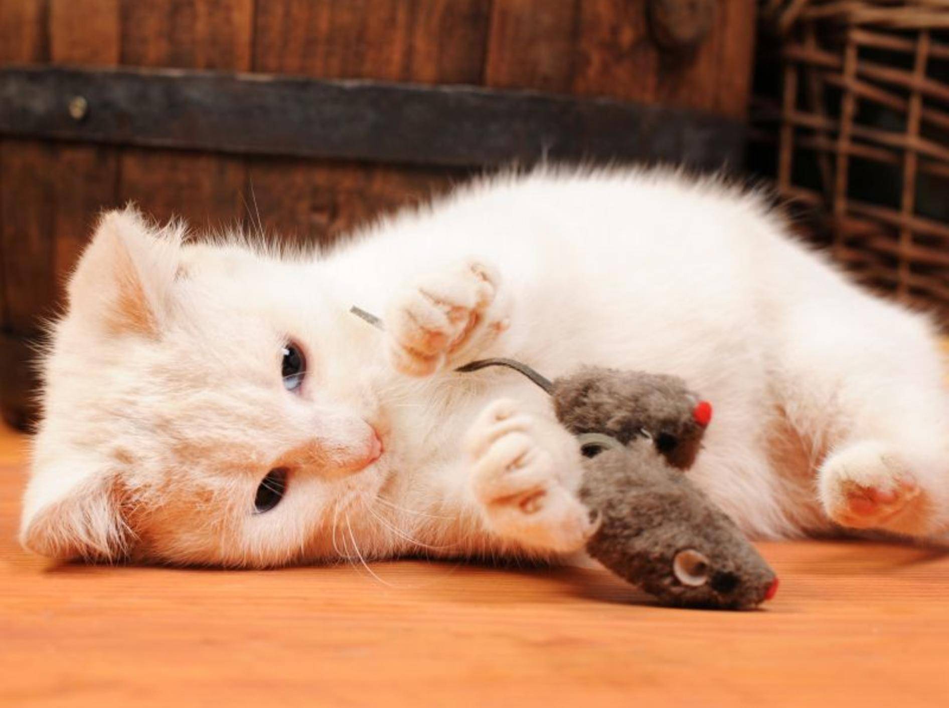 Vier Spielzeugmäuse, die Ihre Katze auf Trab bringen! — Bild: Shutterstock / dragi52