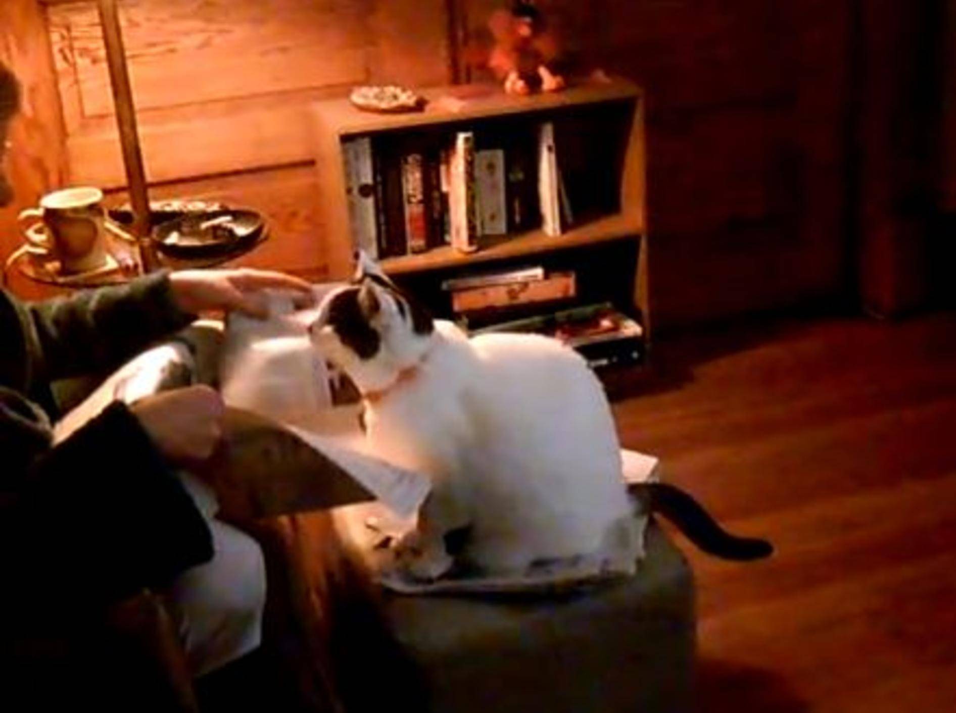 Katze Princess wünscht sich etwas mehr Aufmerksamkeit — Bild: Youtube / orangpend8