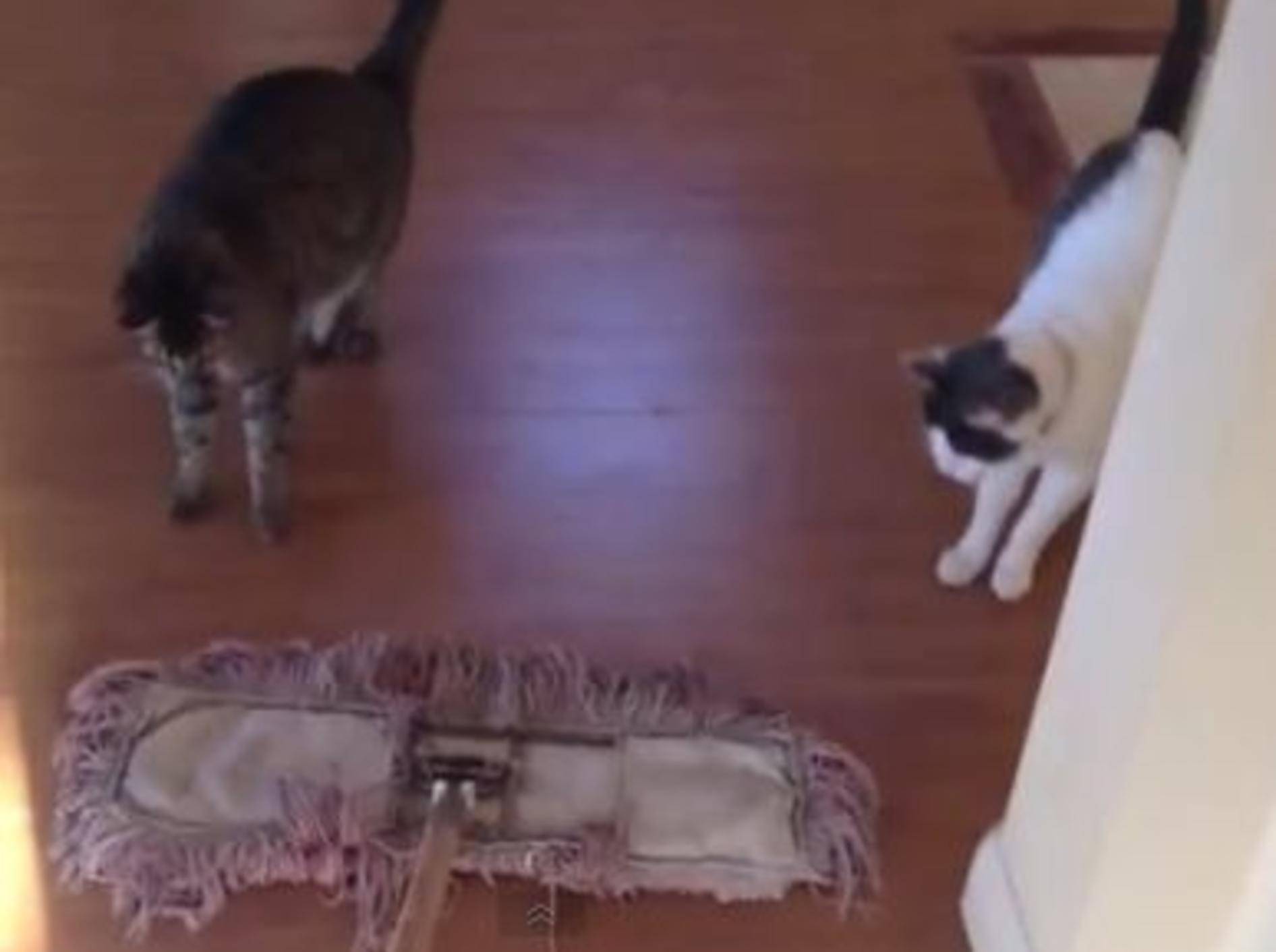 Katzen beweisen: Nicht nur Staubsauger sind unheimlich! — Bild: Youtube / TheMeanKitty