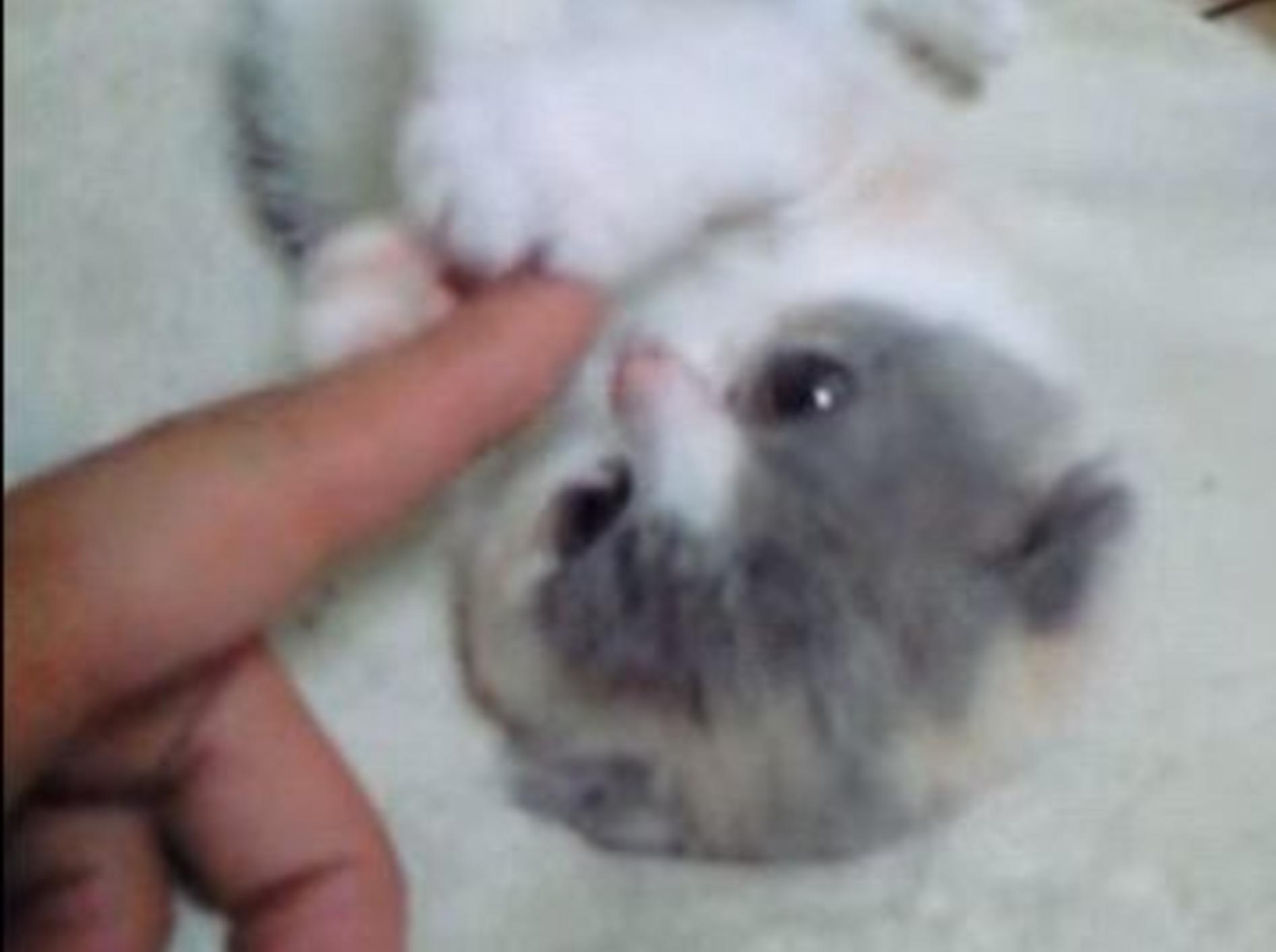Trefft Cotton — Ein Katzenbaby zum Verlieben — Bild: Youtube / cotton220000