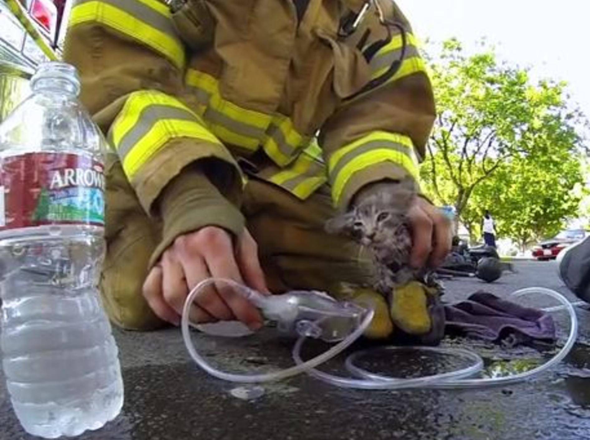 Wahrer Held: Feuerwehrmann rettet Katzenbaby Lucky — Bild: Youtube / GoProCamera
