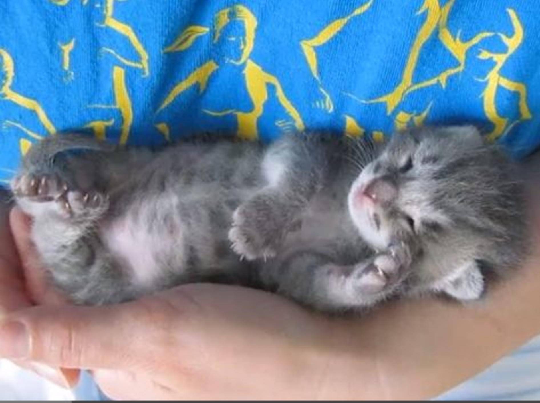 Klitzekleines Tierkind: Babykatze schnurrt im Schlaf — Bild: Youtube / polakpola