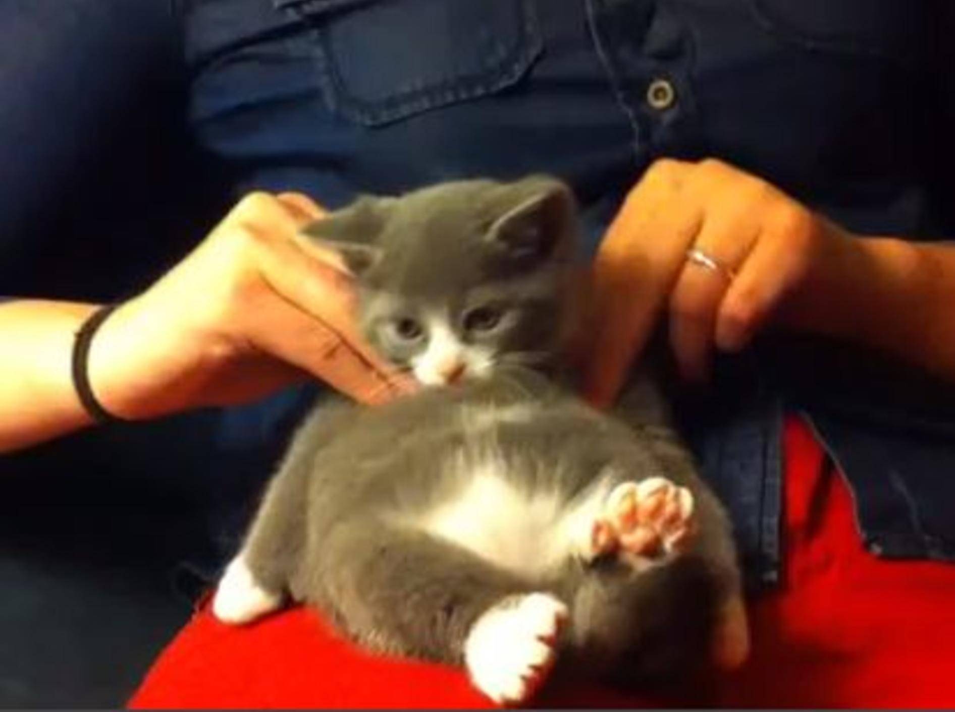 Wie gemütlich: Kleines Kätzchen genießt Massage — Bild: Youtube / Bethany Rabbitt·