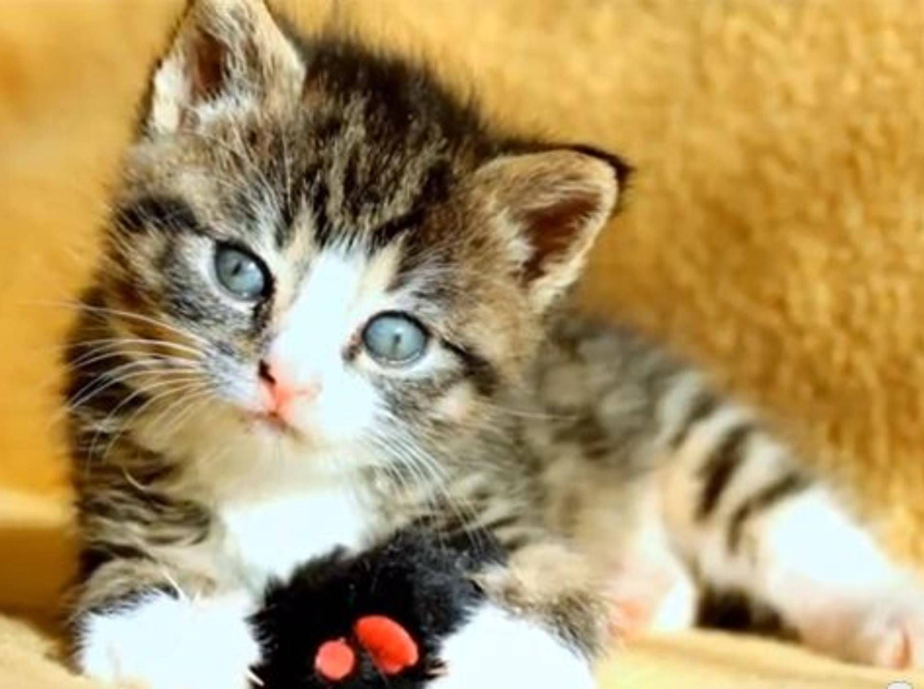 Ein schöner Tag mit Katzenbaby Nikita — Bild: Youtube / Krzysztof Smejlis