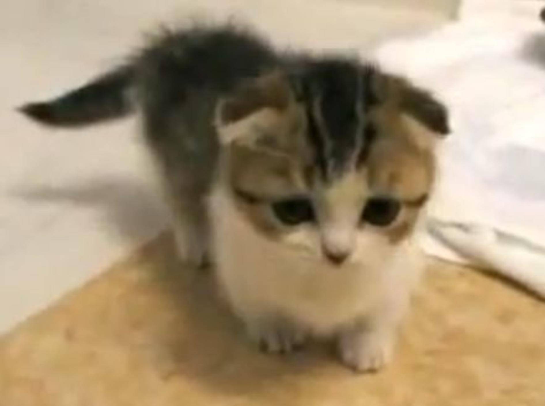 Winzig kleines Katzenbaby entdeckt die Welt — Bild: Youtube / cutefurrytales