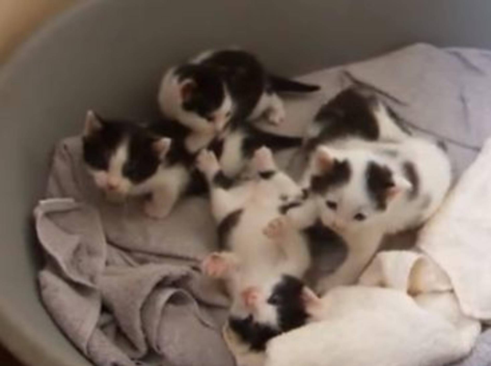 Kleine Kuhmuster-Kätzchen kuscheln um die Wette — Bild: Youtube / tigercat98
