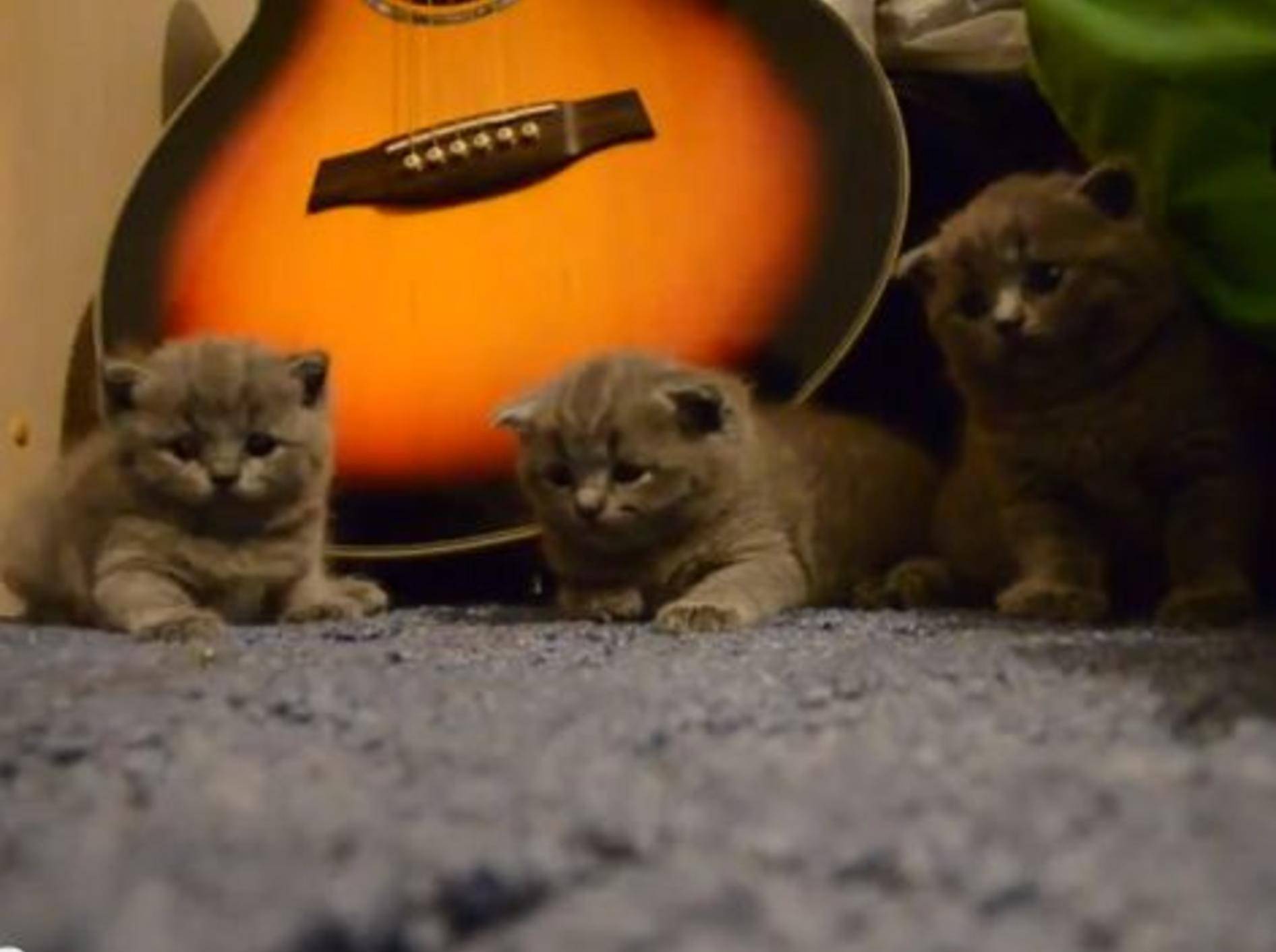 Wie man drei kleine Katzen zum Einschlafen bringt — Bild: Youtube / Sekretmastera