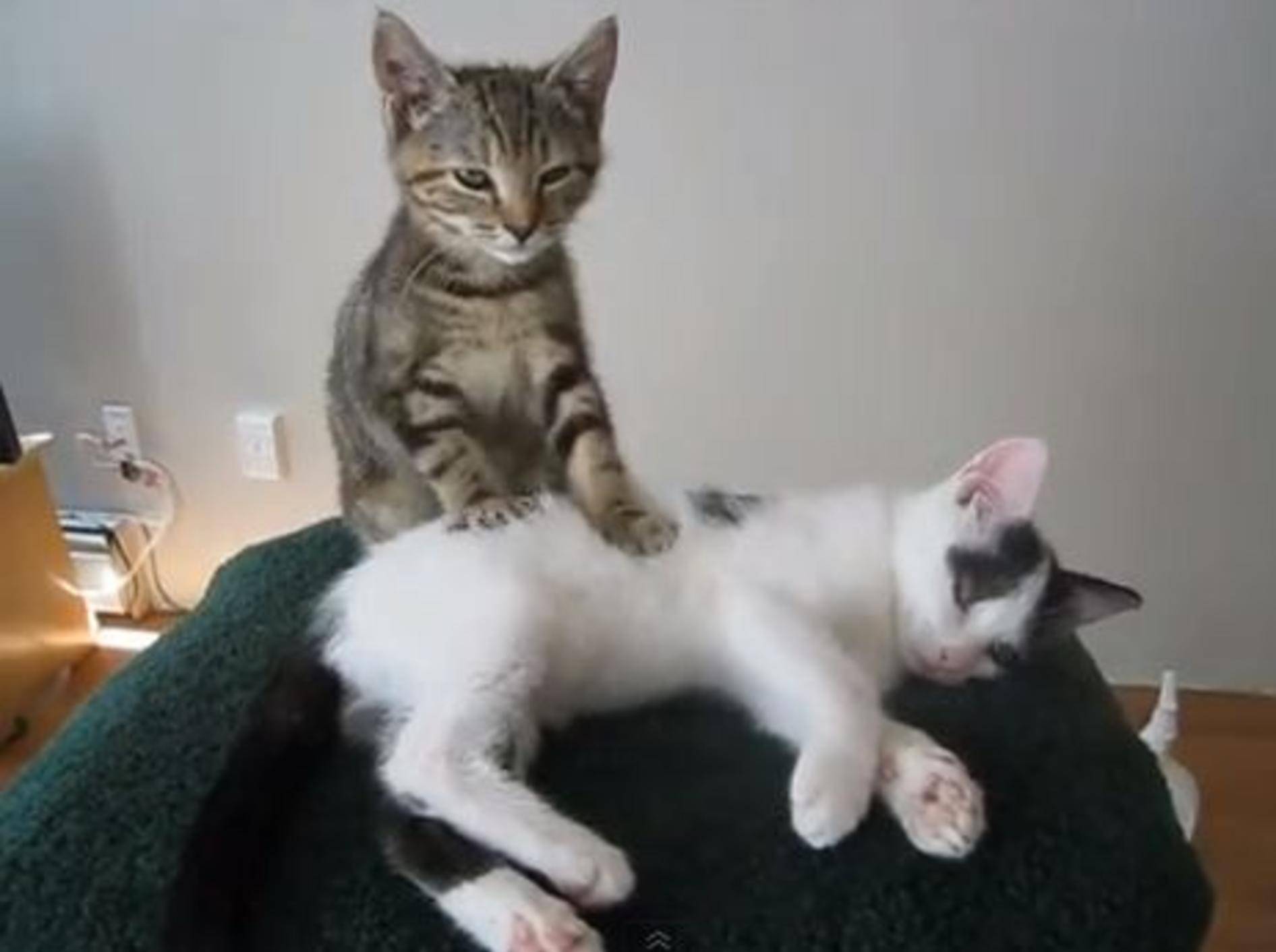 So niedlich: Zauberhafte Kätzchen-Massage — Bild: Youtube / Nakuspienne·