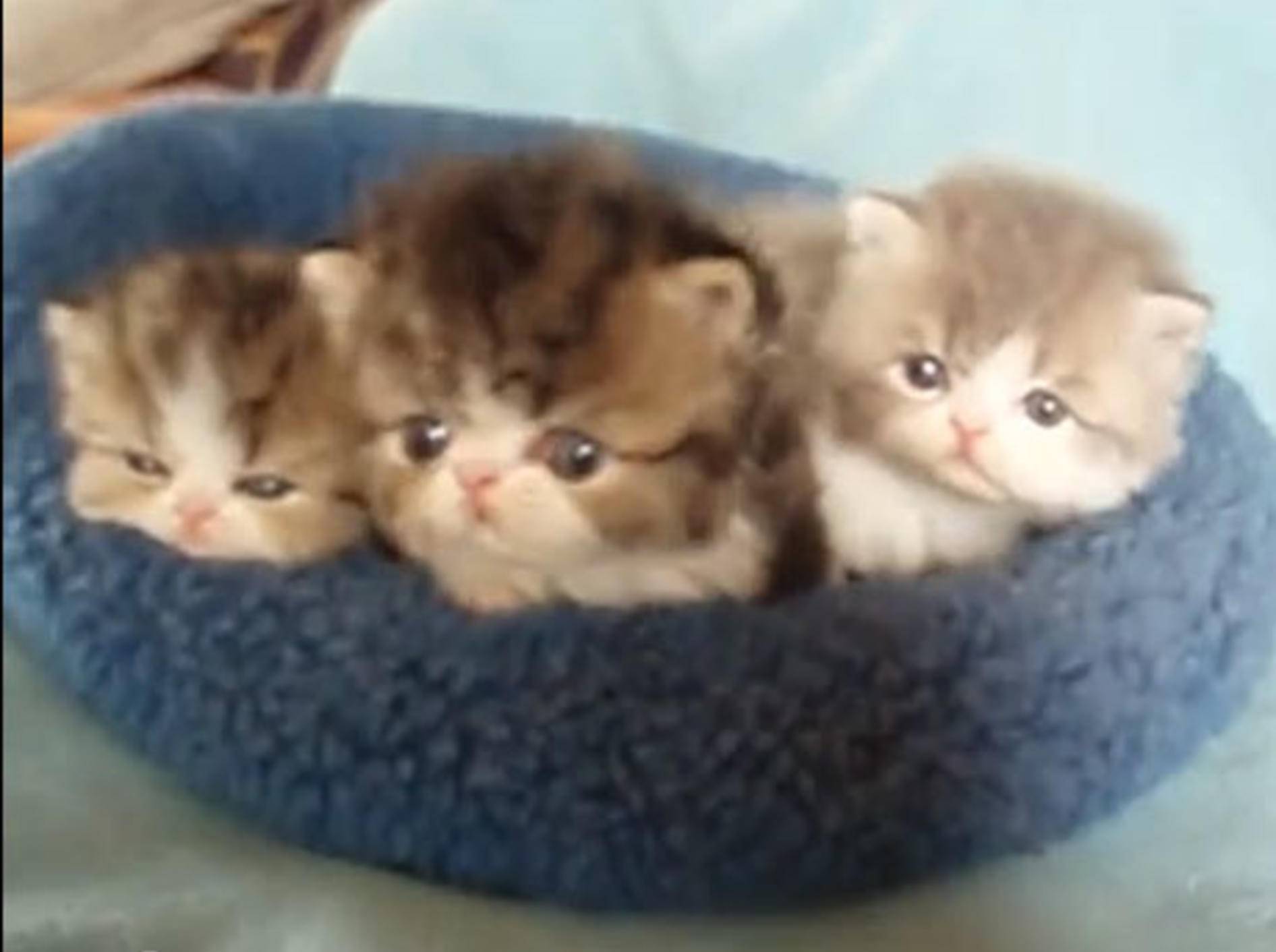Zum Verlieben: Ein Körbchen voller Katzen — Bild: Youtube / purrerze