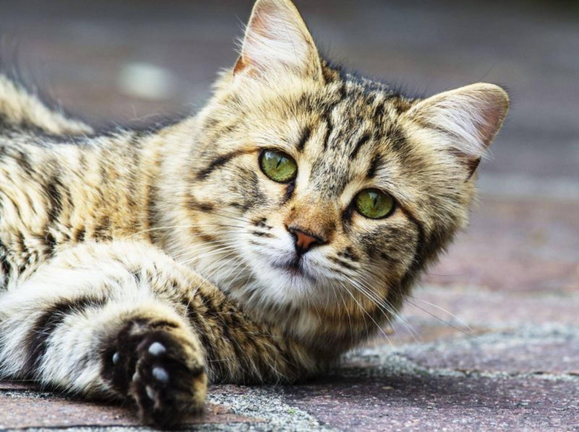 Spezielle Bachblüten für Katzen erhalten Sie Online und beim Tierarzt — Bild: Shutterstock / LEONARDO VITI