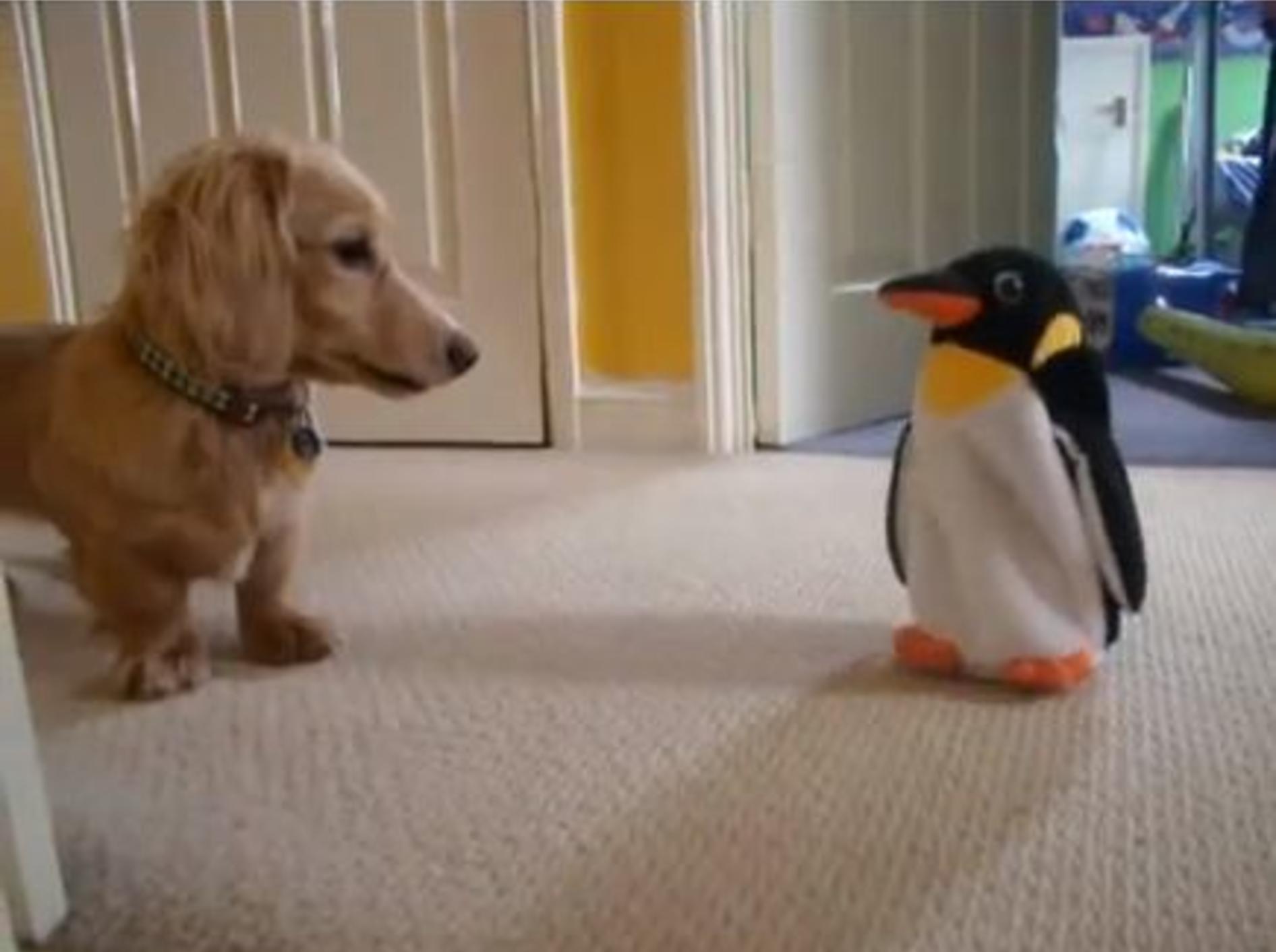 Spielspaß für lustige Hunde: Der Dackel und der Pinguin — Bild: Youtube / dachlovers