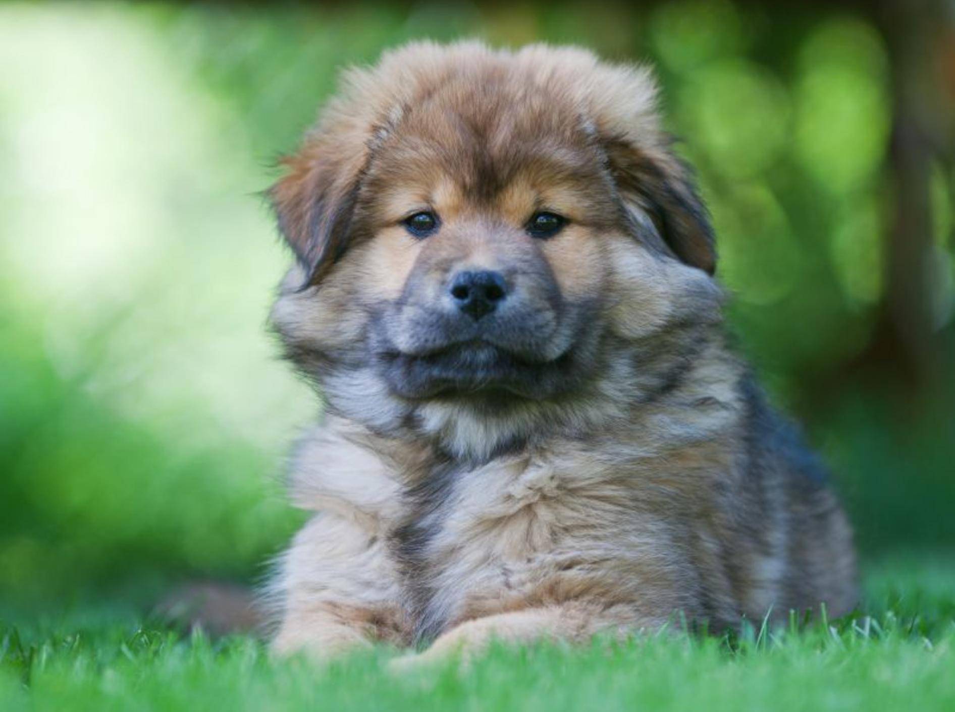 Flauschig und süß: Der Elo ist ein besonderer und sehr schöner Hund — Bild: Shutterstock / Christian Mueller