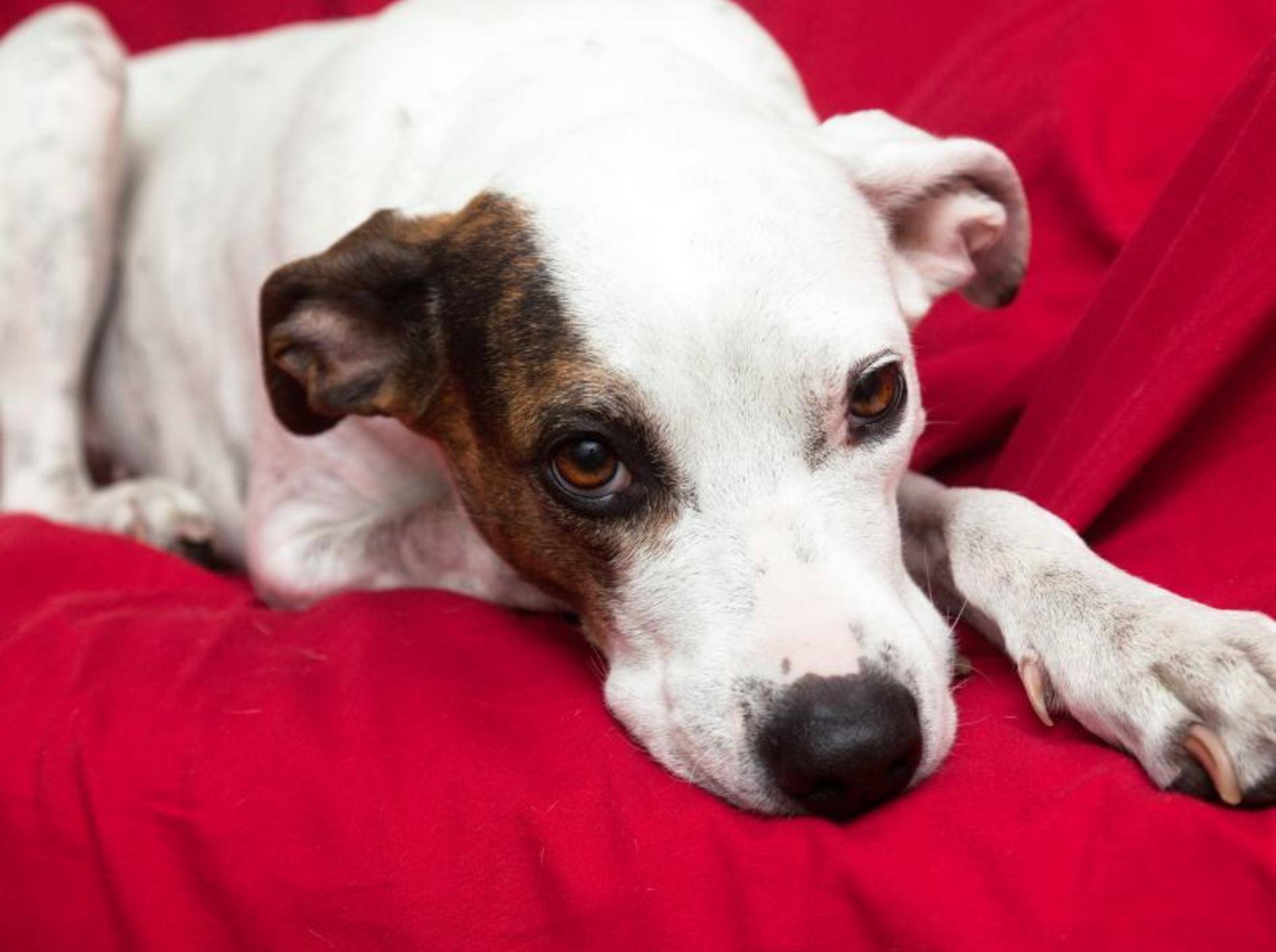 Läufigkeit bei Hunden: Manche Tiere wirken müde und antriebslos — Bild: Shutterstock / Portokalis