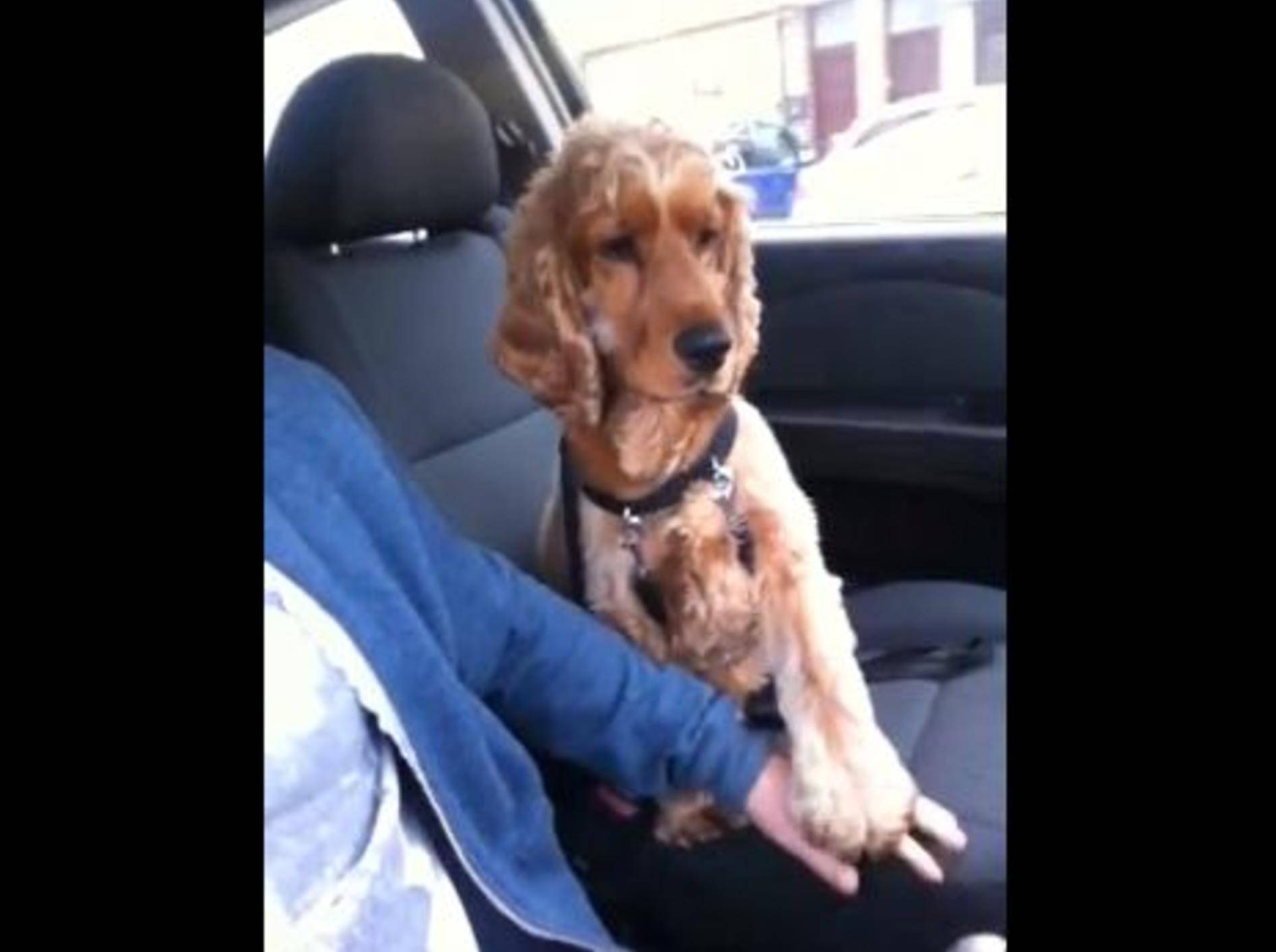 Hund Tommy hält Pfötchen beim Autofahren — Bild: Youtube / Adam Douglas·