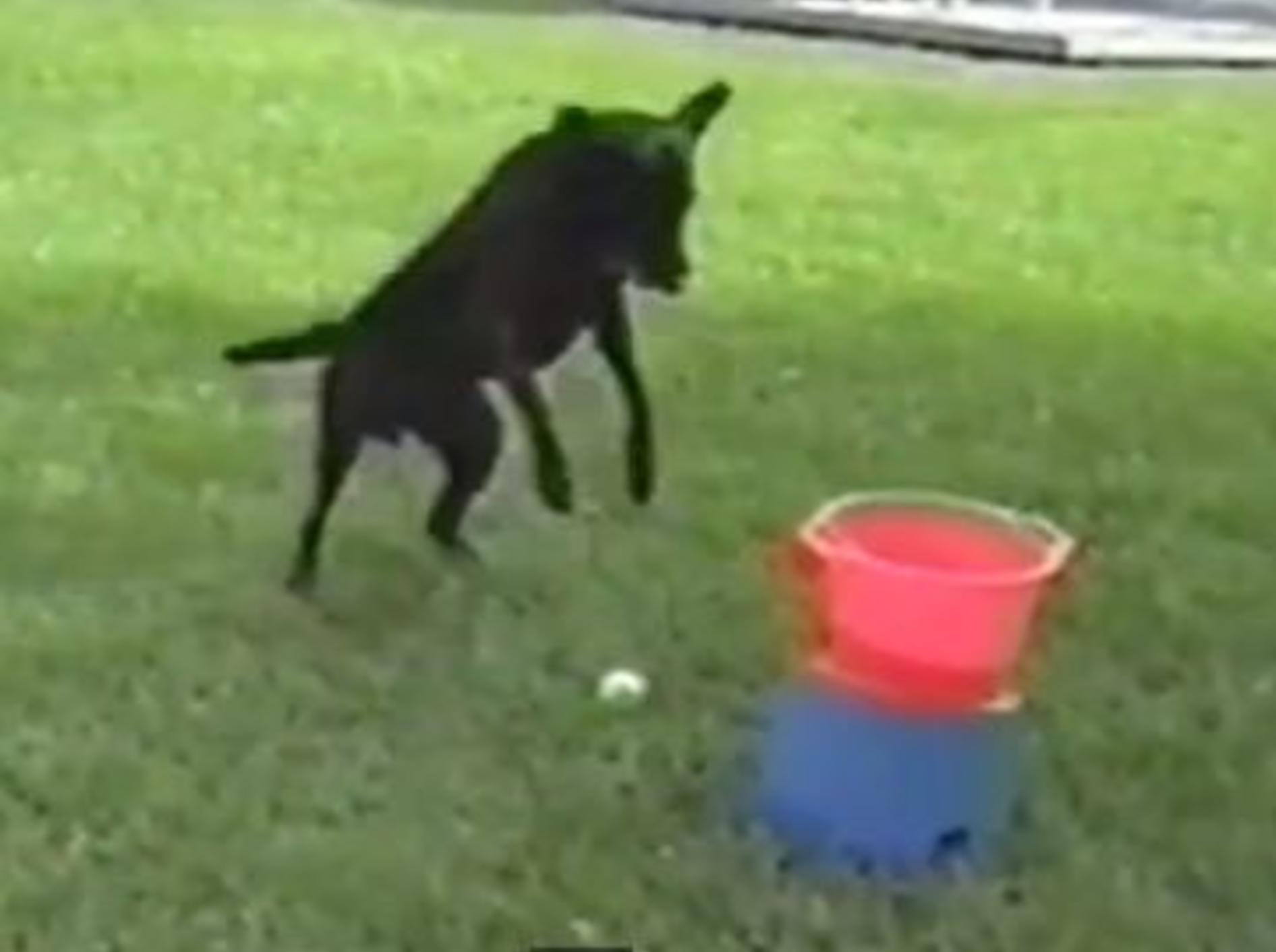 Süßer Hund: Ich liebe meine Ballwurfmaschine!!! — Bild: Youtube / Petsami