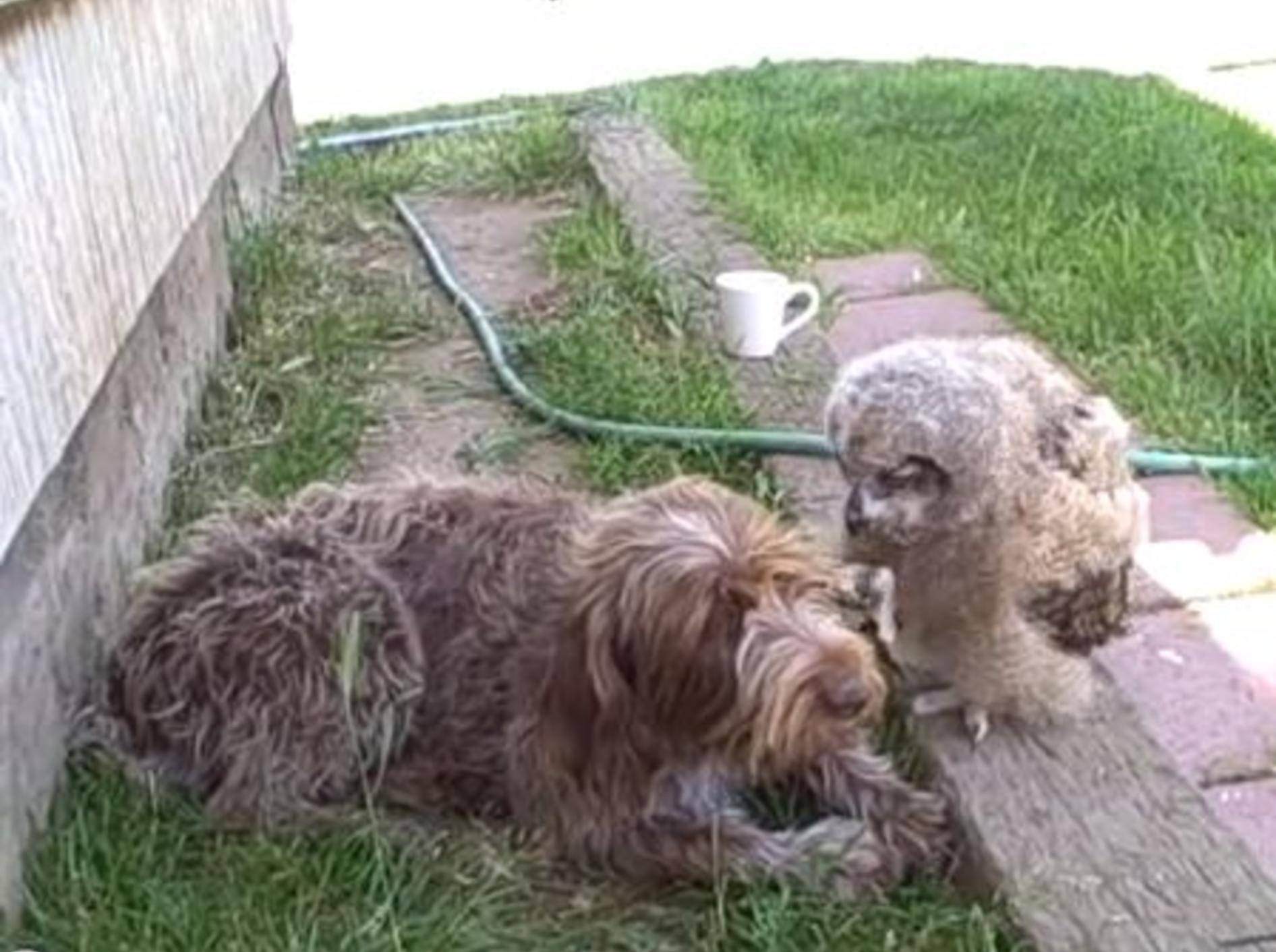 Süßer Hund stellt seinen gefiederten Freund vor — Bild: Youtube / signiblue