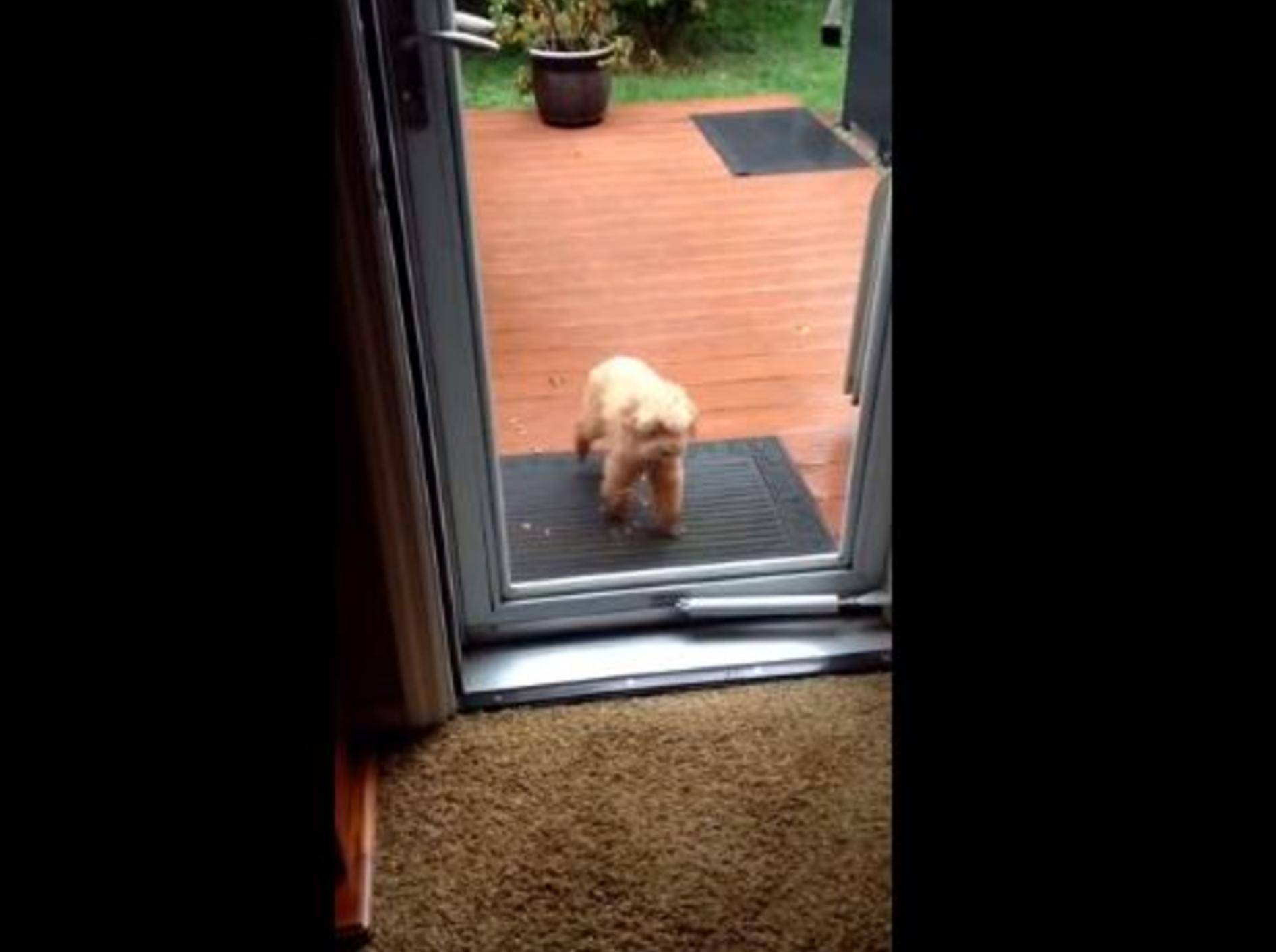 Liebevoller Hund hält seinem Kumpel die Tür auf — Bild: Youtube / Maureen Gilronan