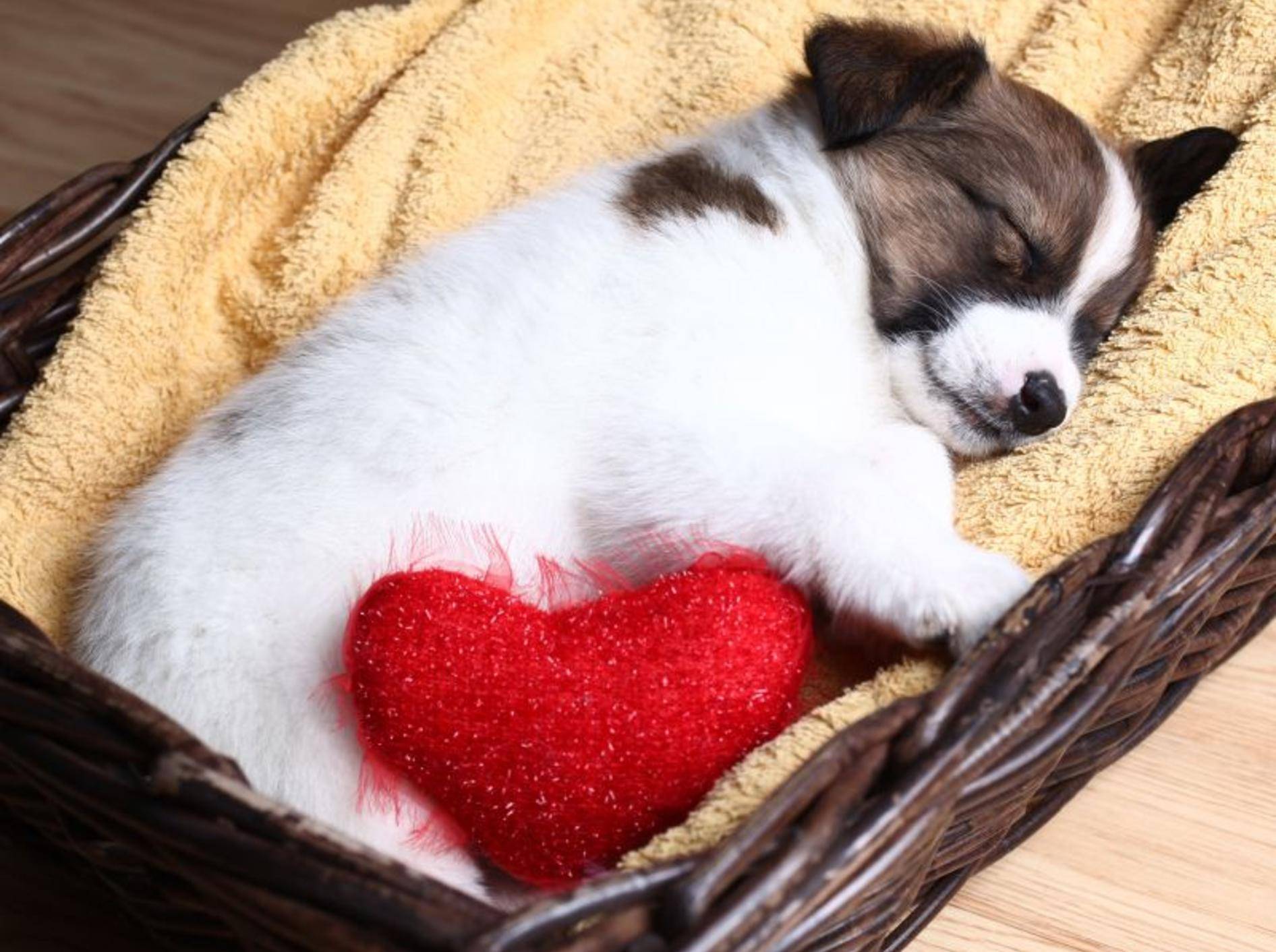 Zum Welthundetag: Drei zauberhafte Hundevideos —Bild: Shutterstock / Ostanina Ekaterina