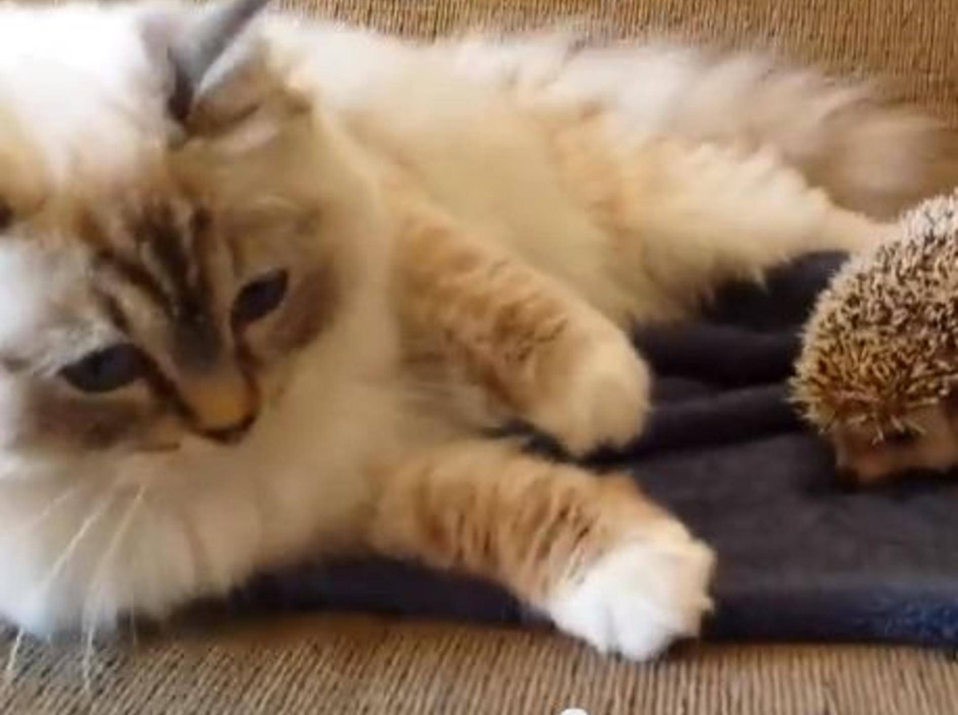 Bitte nicht draufsetzen: Igel lehrt Katze Lektion fürs Leben — Bild: Youtube / mamoth100