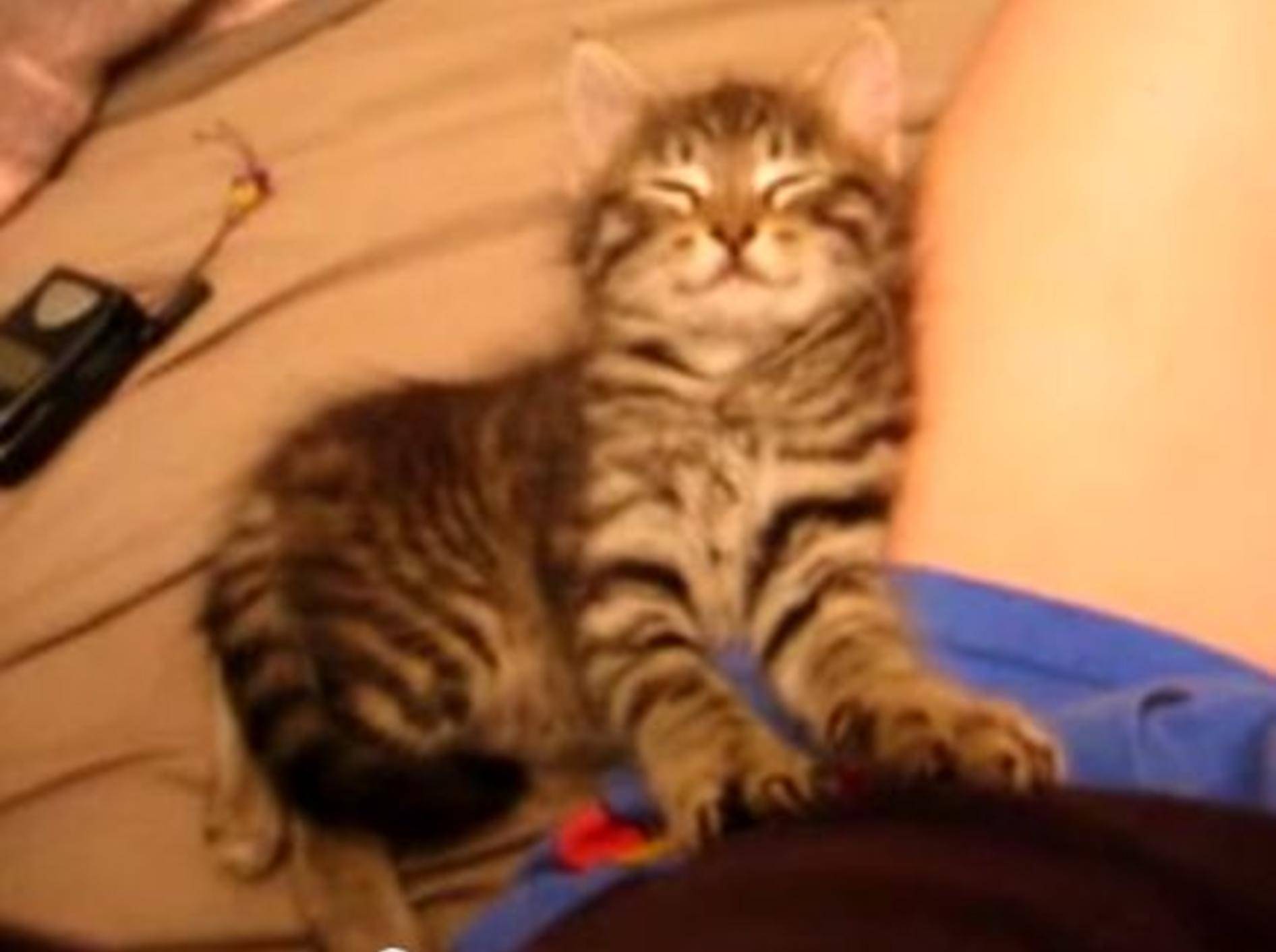 Noch nicht müde? Dieses Kätzchen kann es ändern — Bild: Youtube / catheroo