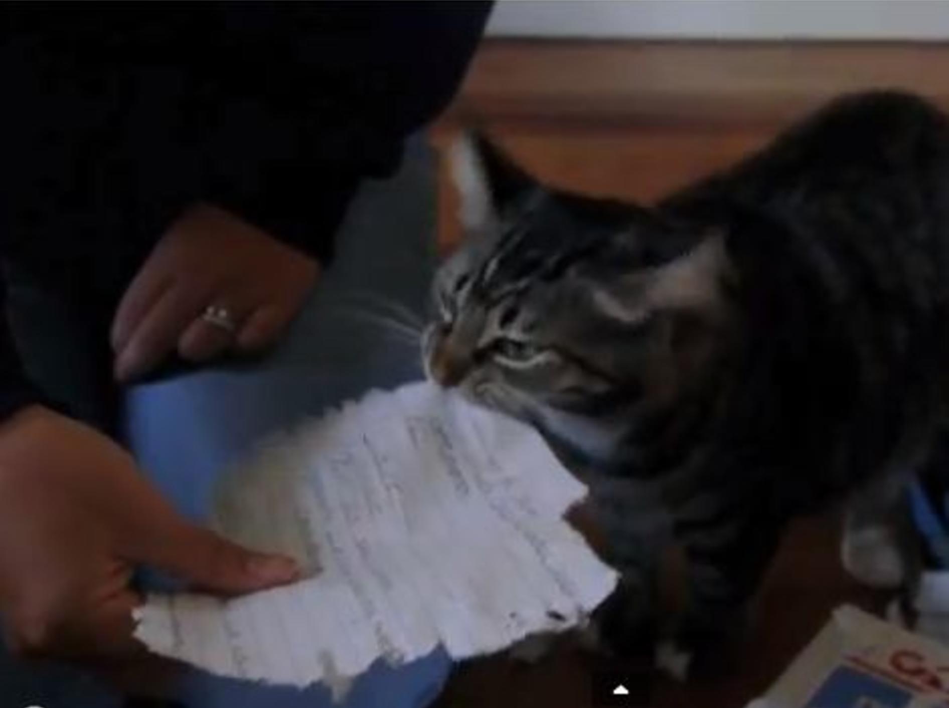 Süße Katze spielt Hausaufgaben-Schredder — Bild: Youtube / conceptuweasel