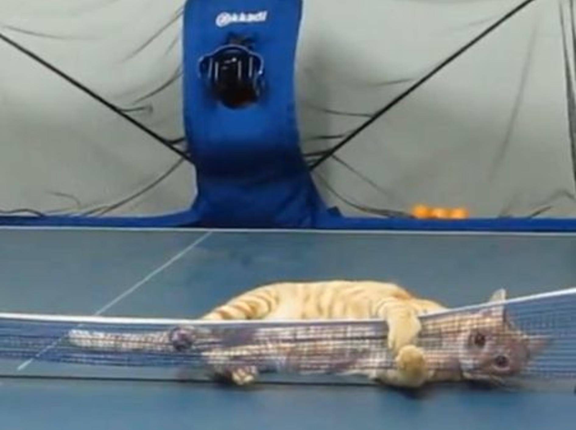 Ping-Pong-Match mit einer Katze gefällig? — Bild: Youtube / cat huang·