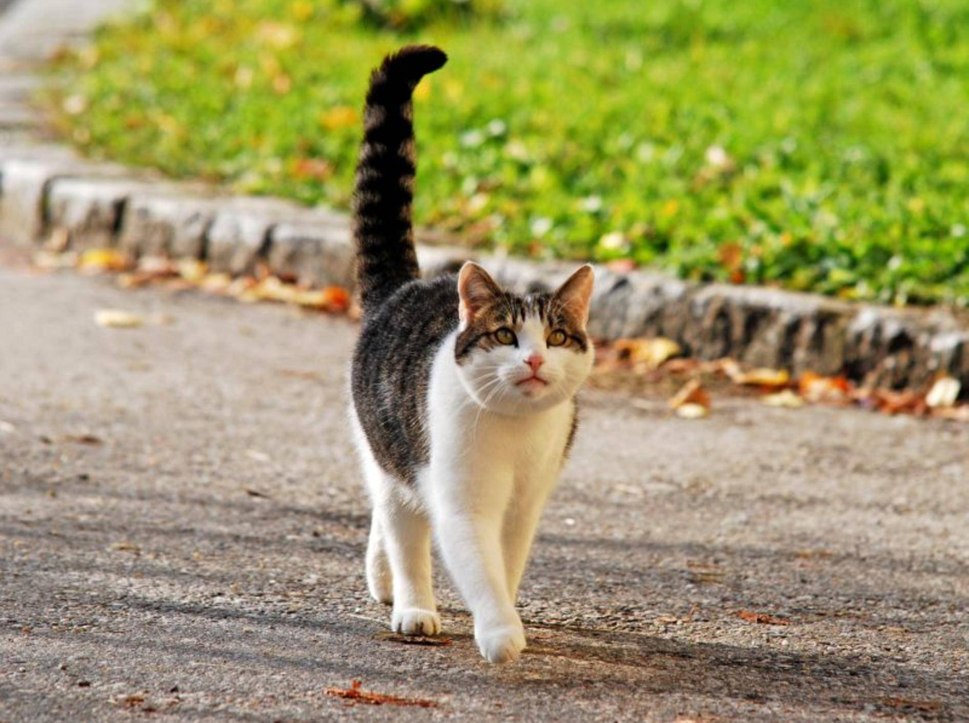 Cats secret. Кот идет. Кошка с поднятым хвостом. Кошка хвост трубой. Кошка грациозно идет.