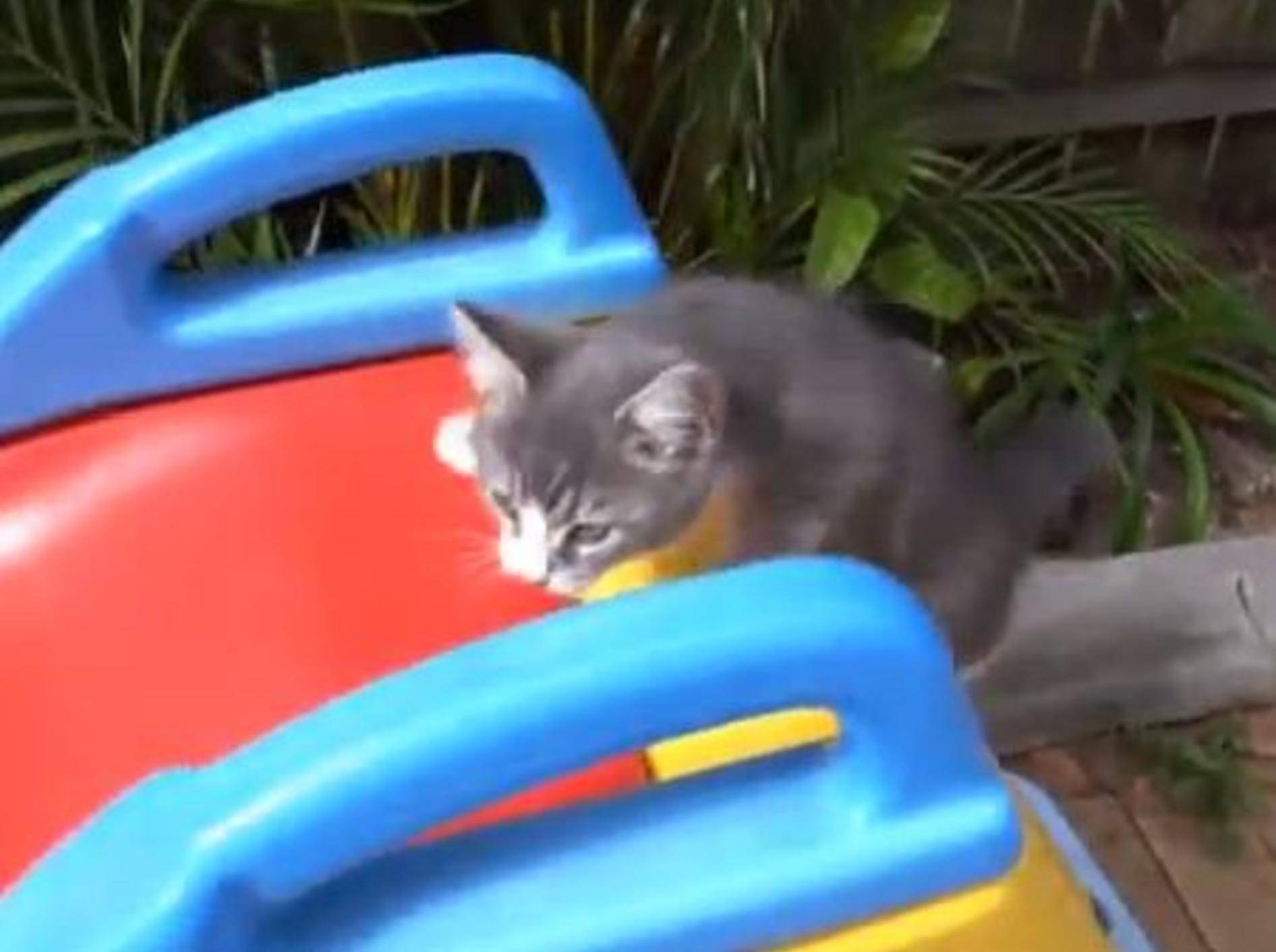 Und ab die Post! Süße Katzen rutschen um die Wette — Bild: Youtube / CrazyFunnyStuffCFS