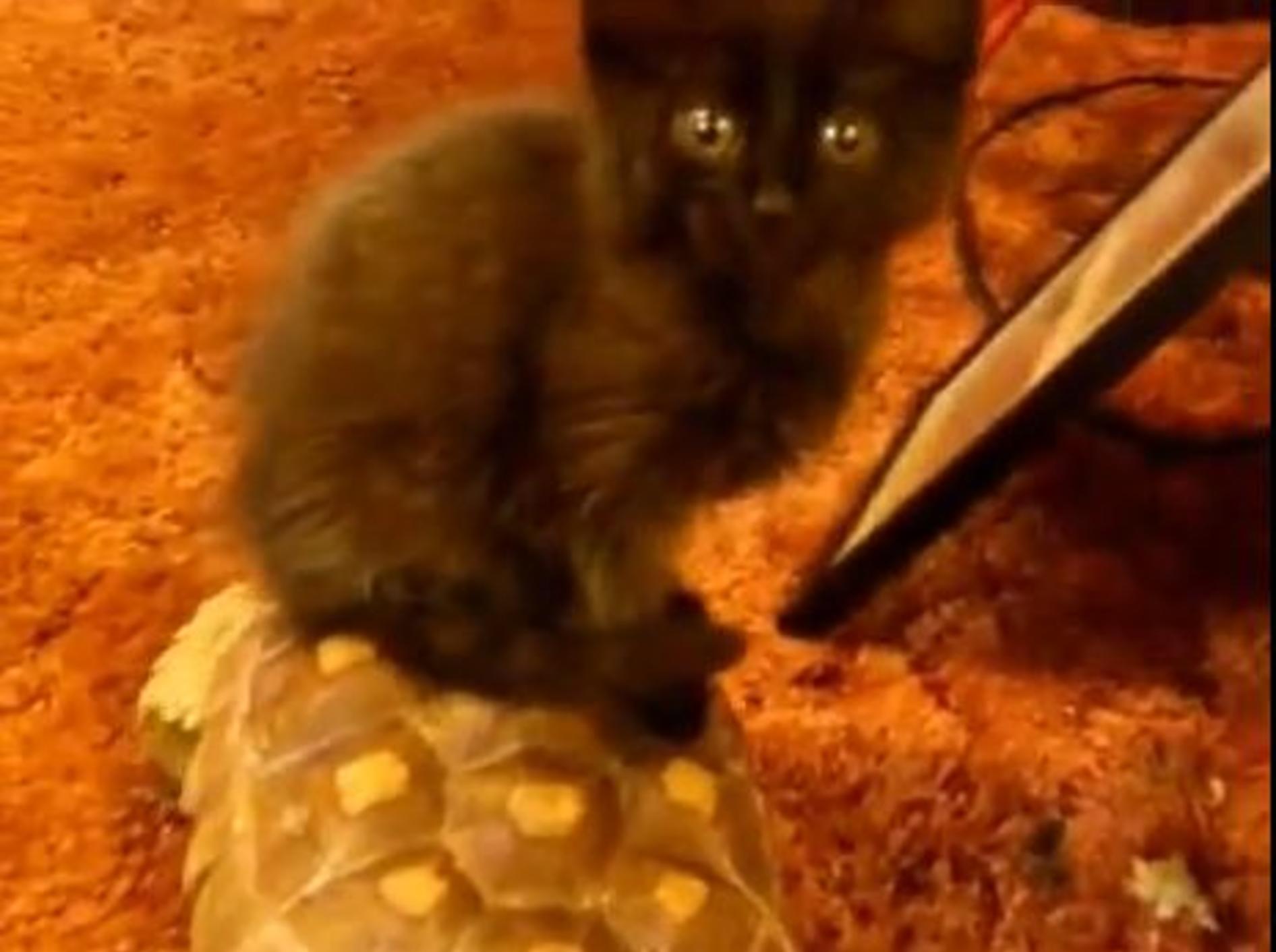 Hopplahopp: Bezaubernde Katze reitet Schildkröte — Bild: Youtube / cerino68