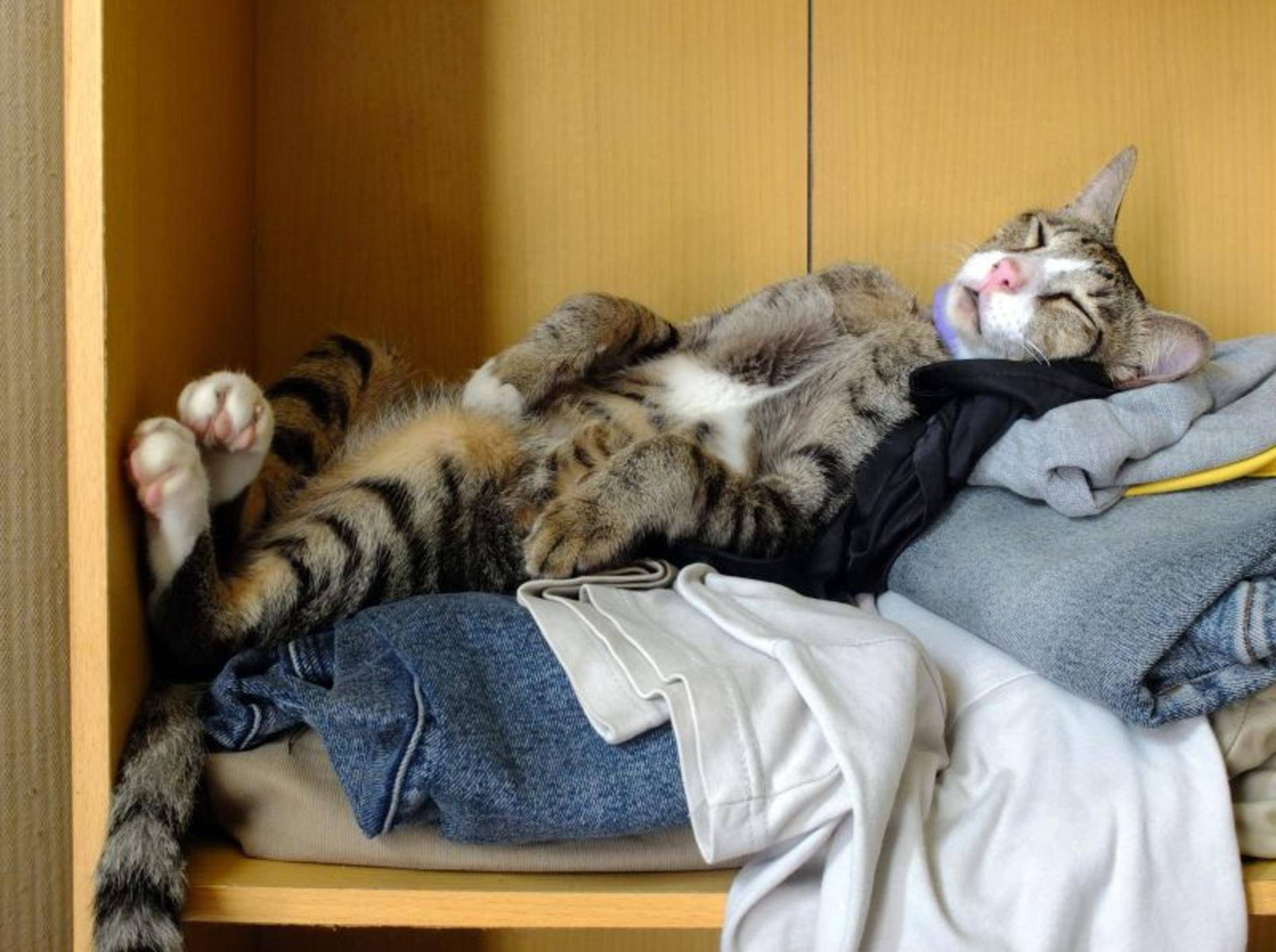 Wie lieb: Emsige Katze hilft beim Wäsche sortieren — Bild: Youtube / Sho Ko