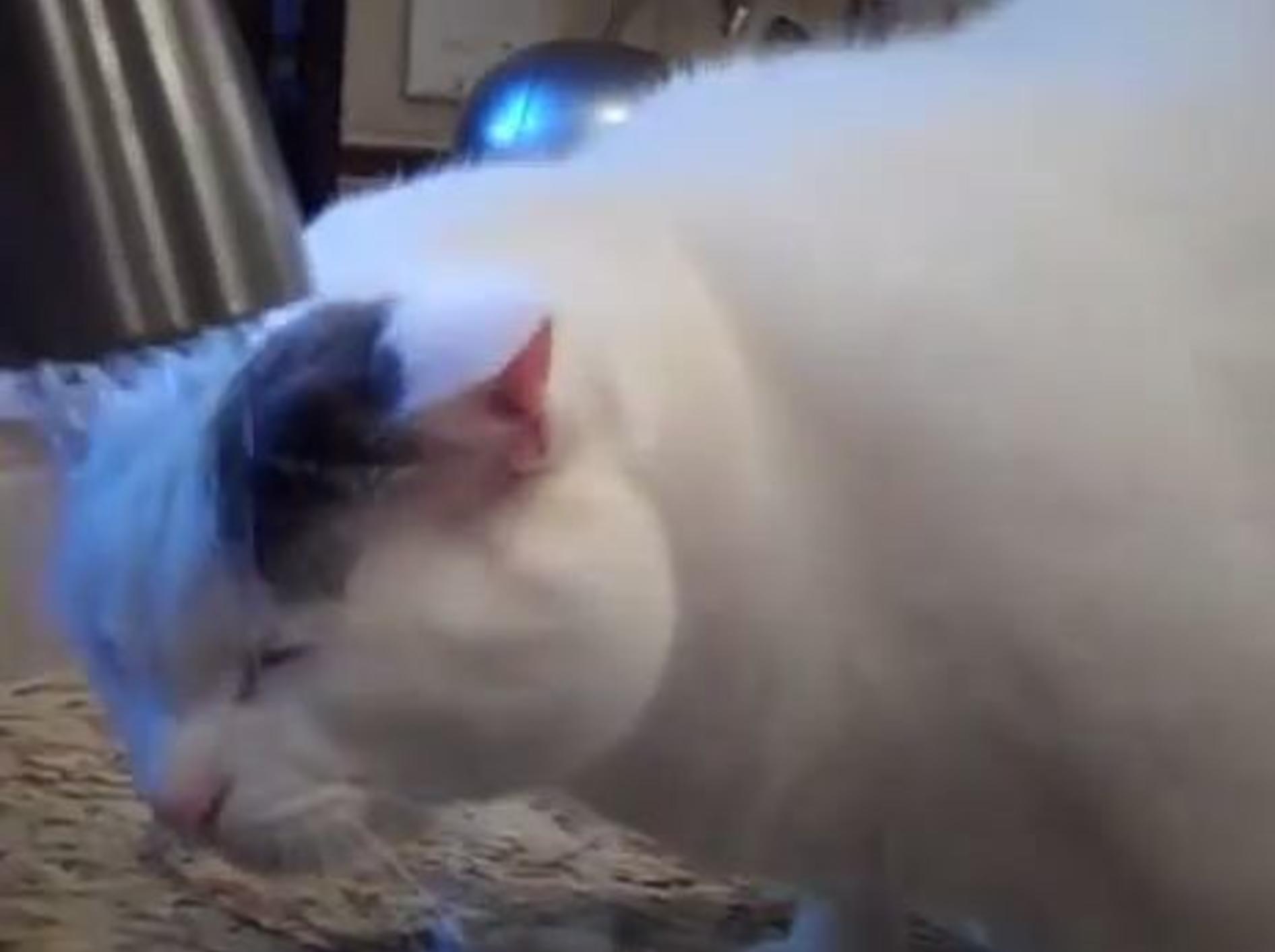 Lustige Katze: Reicht mir mal jemand das Handtuch? — Bild: Youtube / sillyvidsbysmartppl4