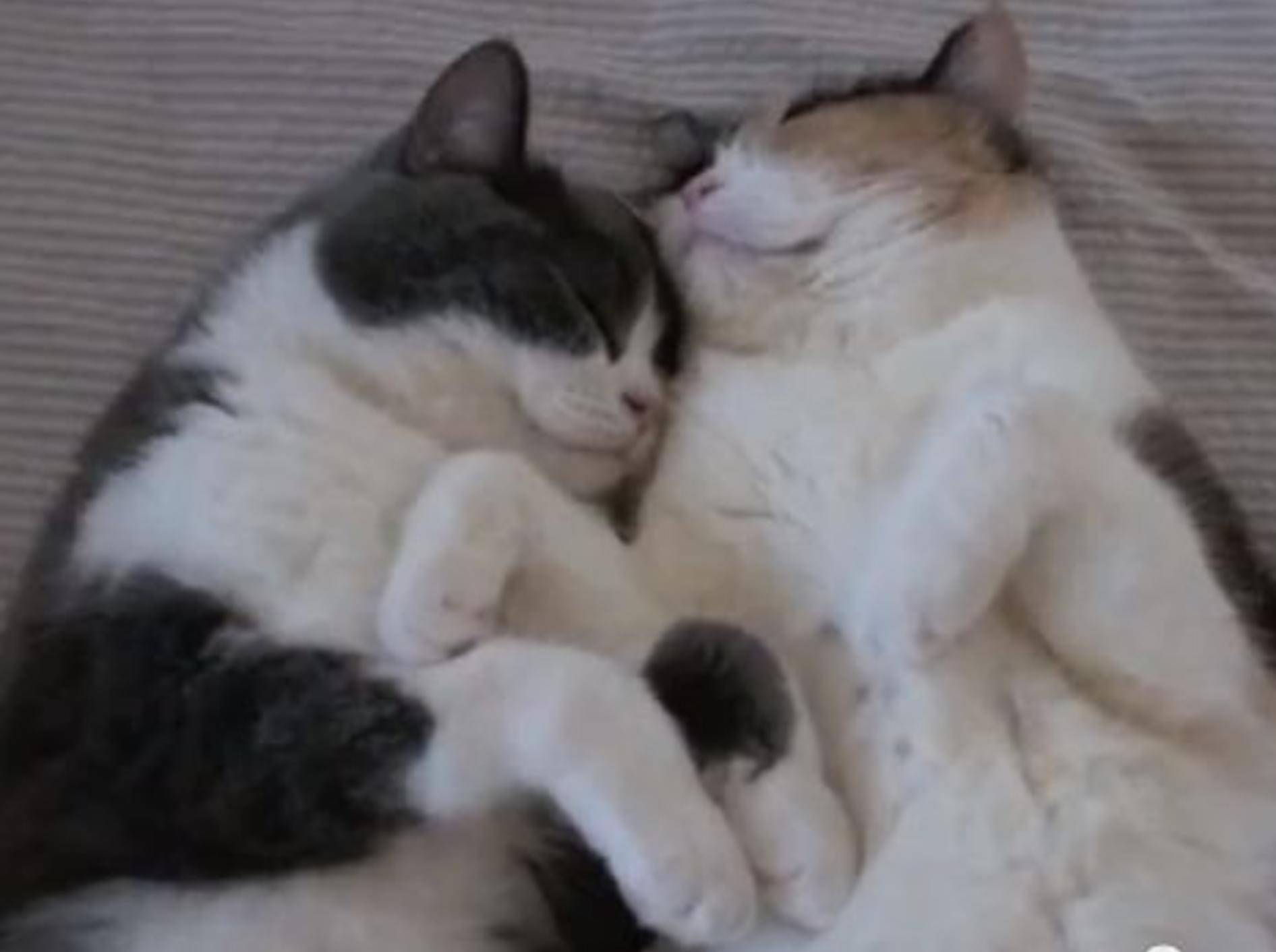 Süße Katzen: Zwei zauberhafte Kuschelfreunde — Bild: Youtube / guremike