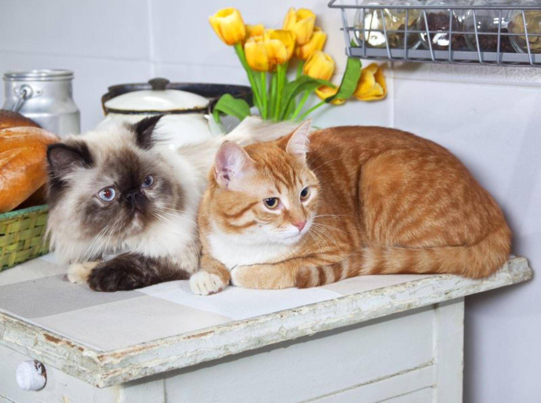 So gemütlich der Küchentisch auch ist, für Katzen sollte er Tabu sein — Bild: Shutterstock / Daria Gulenko