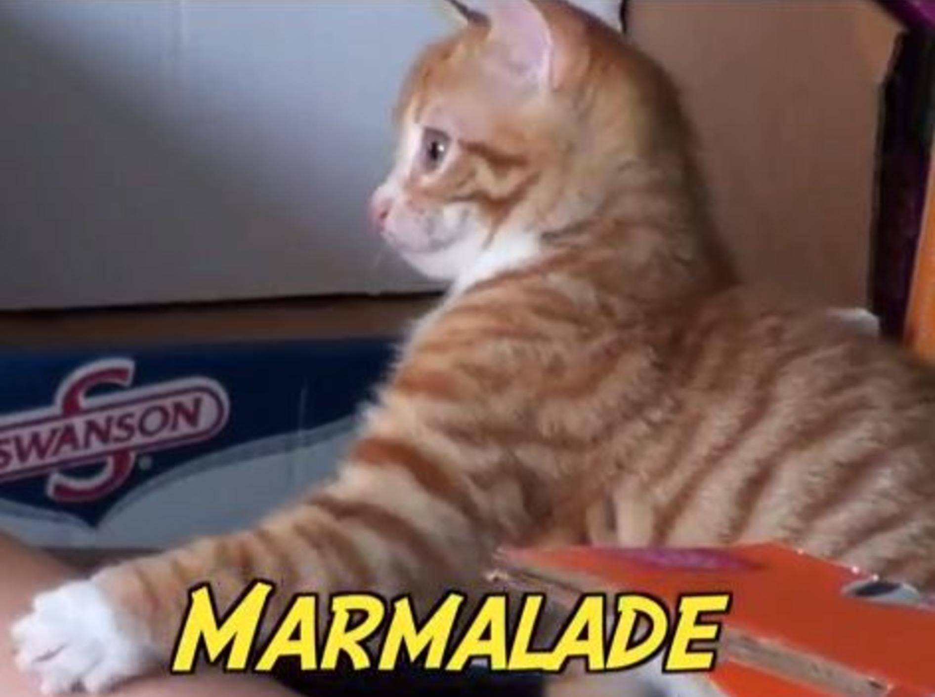 Marmalade beweist: Tolles Spielzeug muss nicht teuer sein — Bild: Youtube / Chris Poole