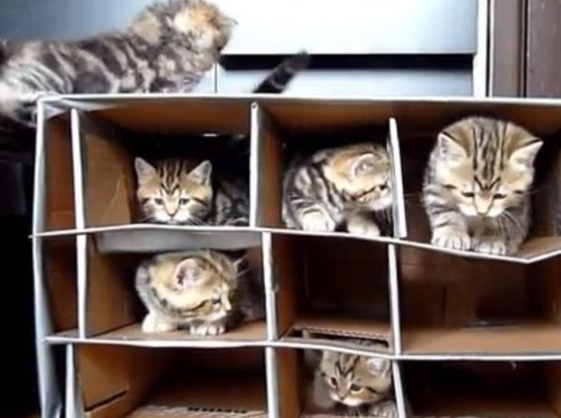 Ganz leicht: Katzenspielzeug selber machen — Bild: Youtube / Funnycatsandnicefish