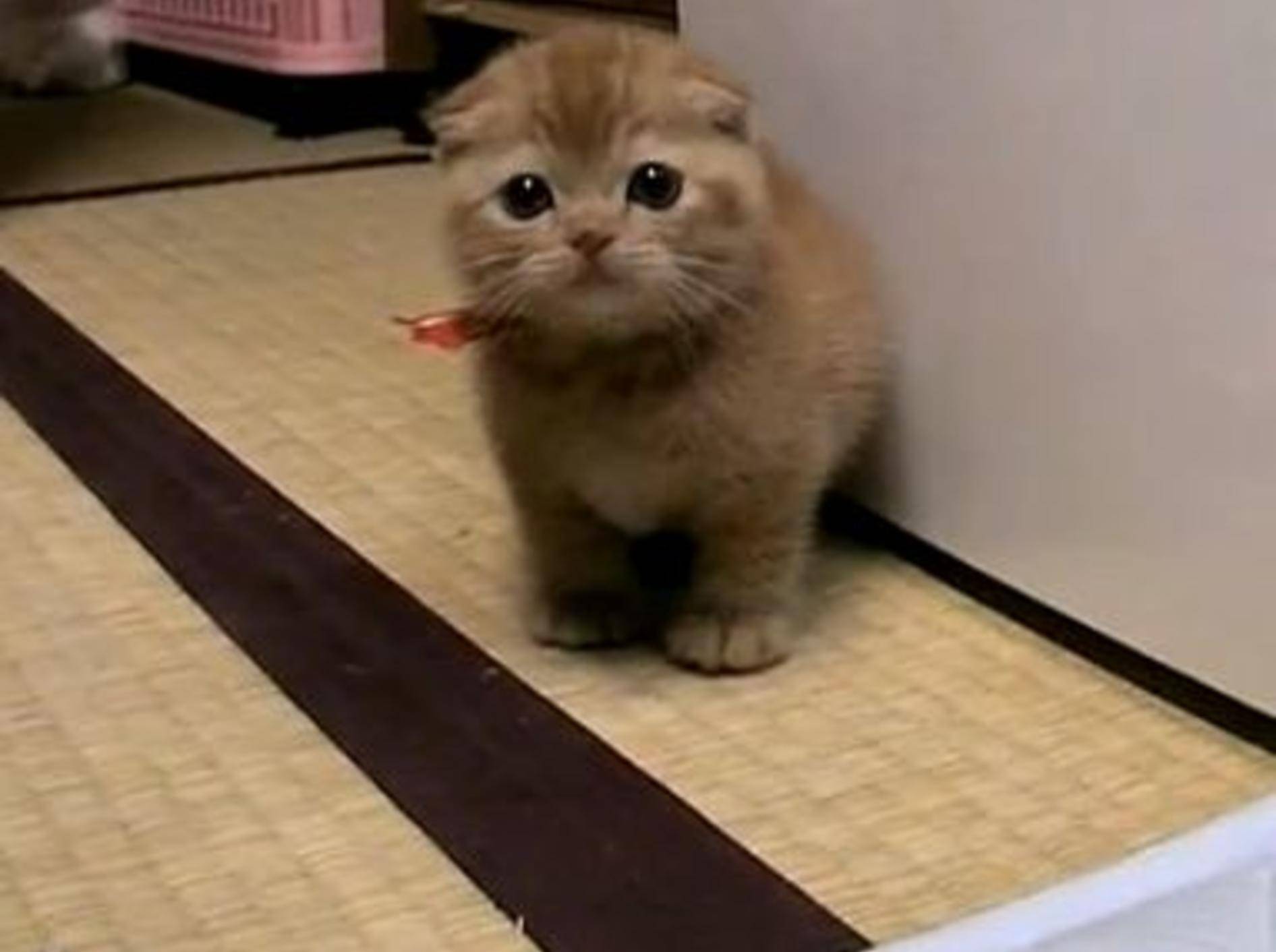 Zum Schauen und Verlieben: Nur ein süßes Katzenbaby — Bild: Youtube / NUKOOOOO