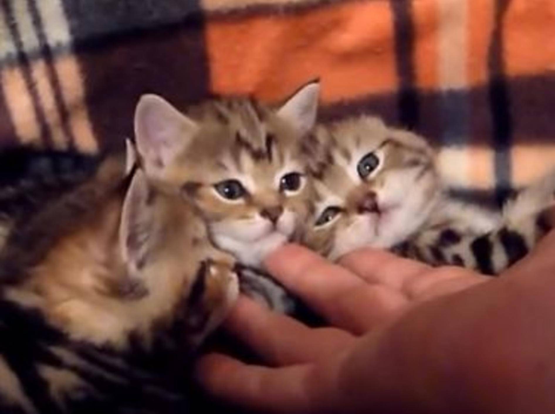 Drei Katzenbabys mit einer Hand streicheln? Na klar! — Bild: Youtube / Funnycatsandnicefish