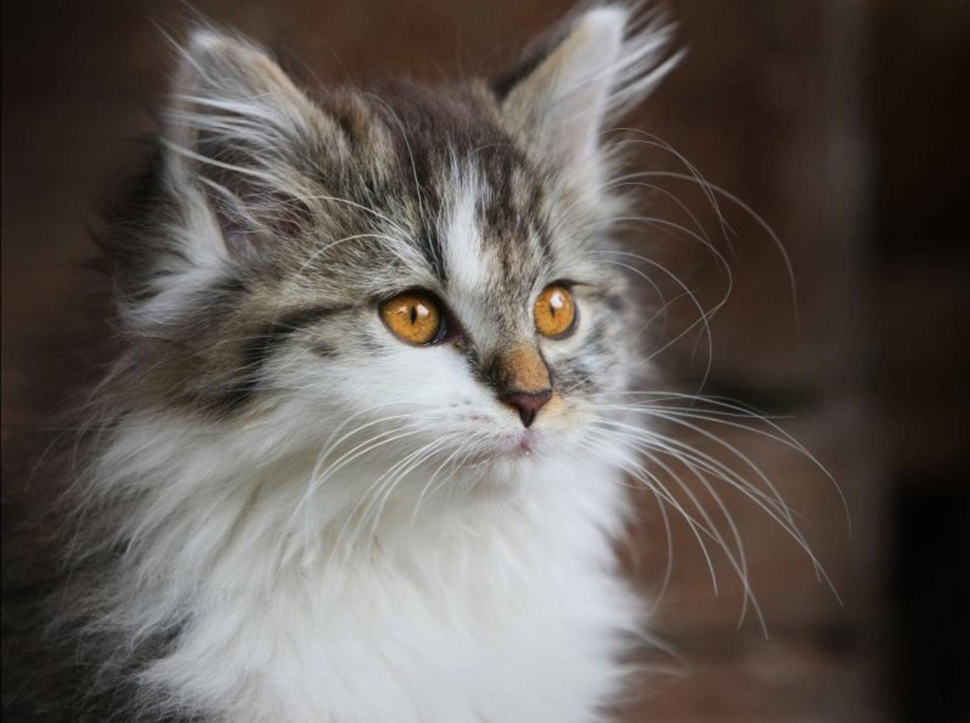 Die Sibirische Katze ist eine schöne, stolze Erscheinung mit großen, ovalen Augen. Besonders schön sind sie in gold-orange — Bild: Shutterstock / Reinhold Leitner