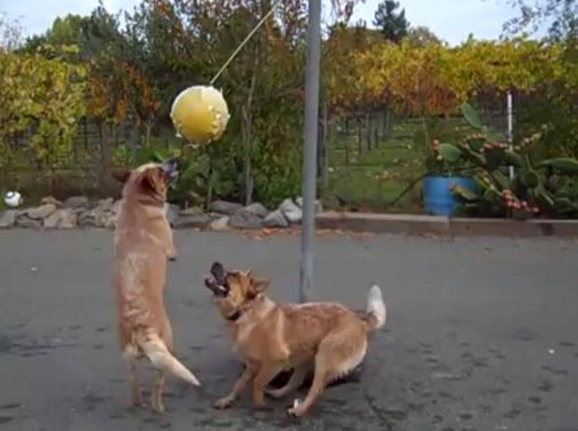 Die australischen Schäferhunde Wrangler und Doc haben Spaß am Tetherball - Bild: Youtube / 3332andisgo