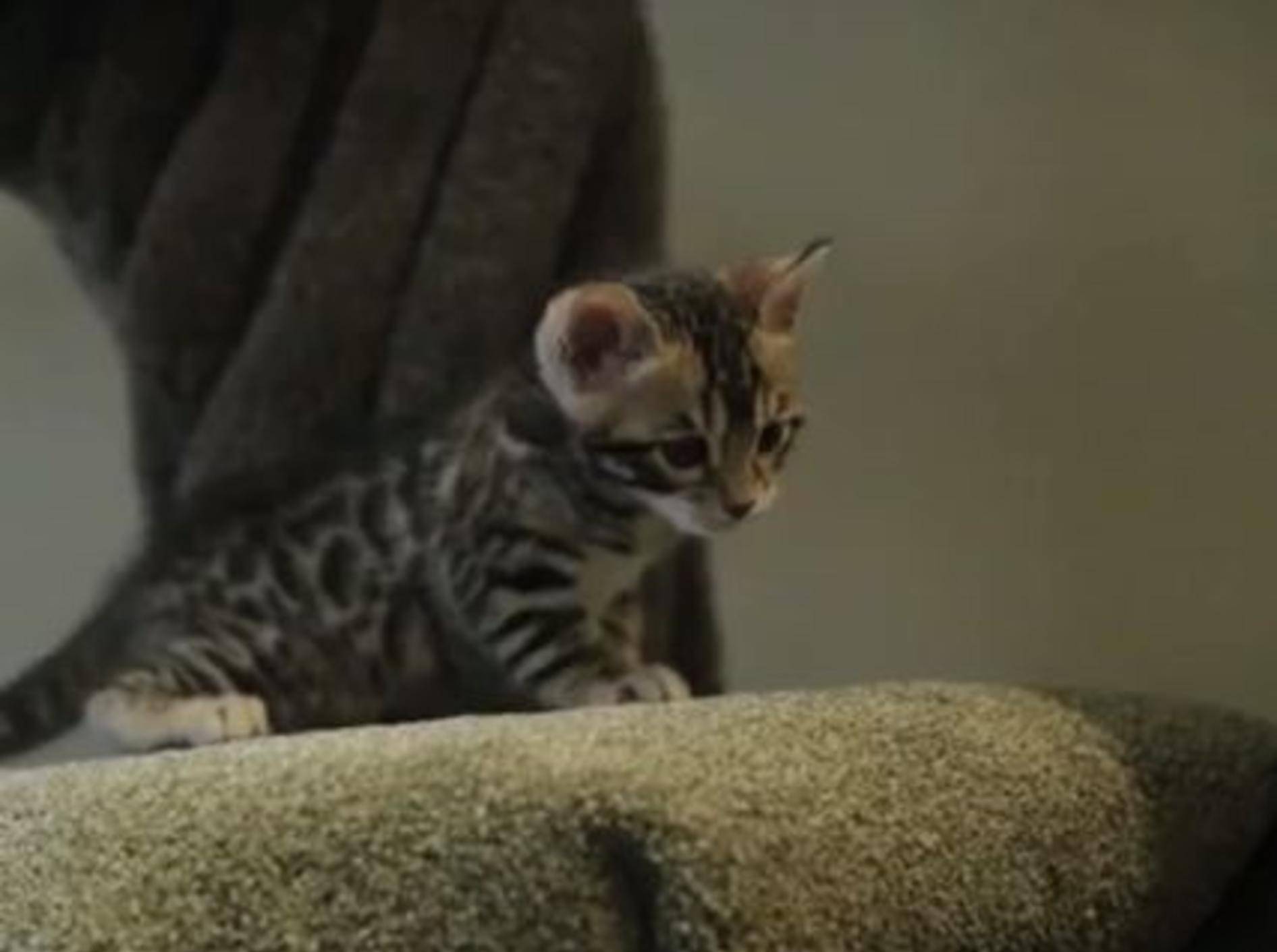 Bengal Kätzchen hat Höhenangst - BIld: Youtube / The Pet Collective