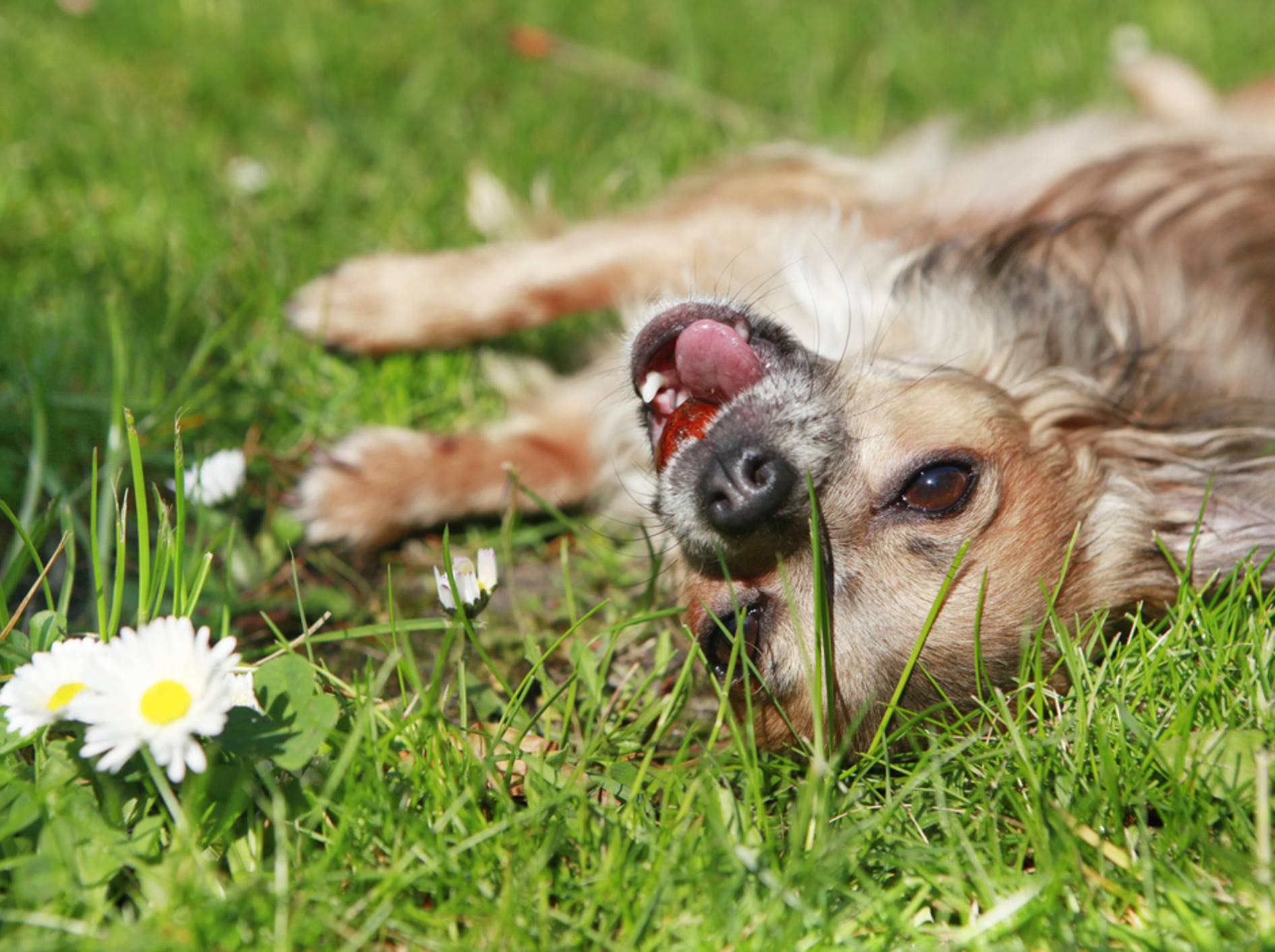 Die Körpersprache ist der Schlüssel zur Deutung des Hundeverhalten – Bild: Shutterstock / Purple Queue