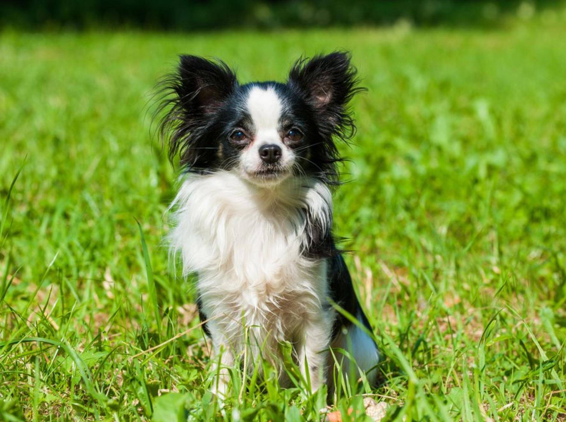 Ein Chihuahua ist kein Trendaccessoire für die Handtasche, sondern eine echte Hundepersönlichkeit. Vor dem Kauf sollten Sie daher einiges beachten. – Bild: Shutterstock / Dora Zett
