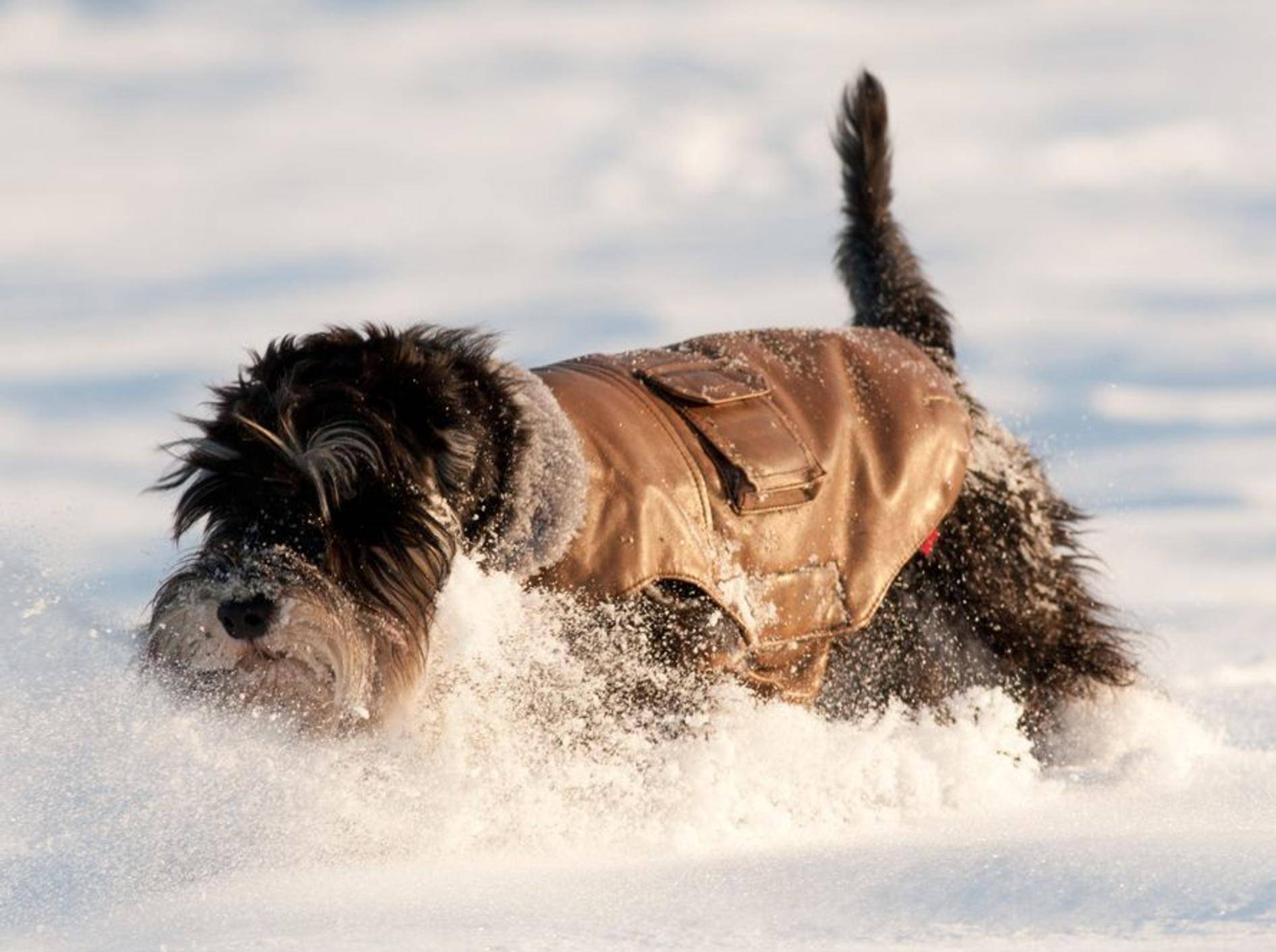 Im kalten Winter kann es Sinn machen, einen Hund mit Hundebekleidung vor der Kälte zu schützen – Bild: Shutterstock / Budimir Jevtic