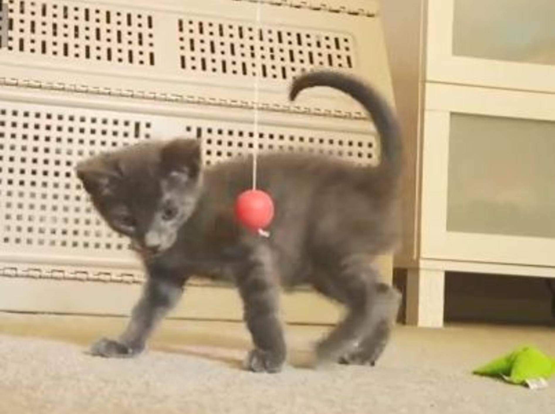Hypnotischer Paddleball: Das kleine graue Kätzchen ist fasziniert - BIld: Youtube / The Pet Collective